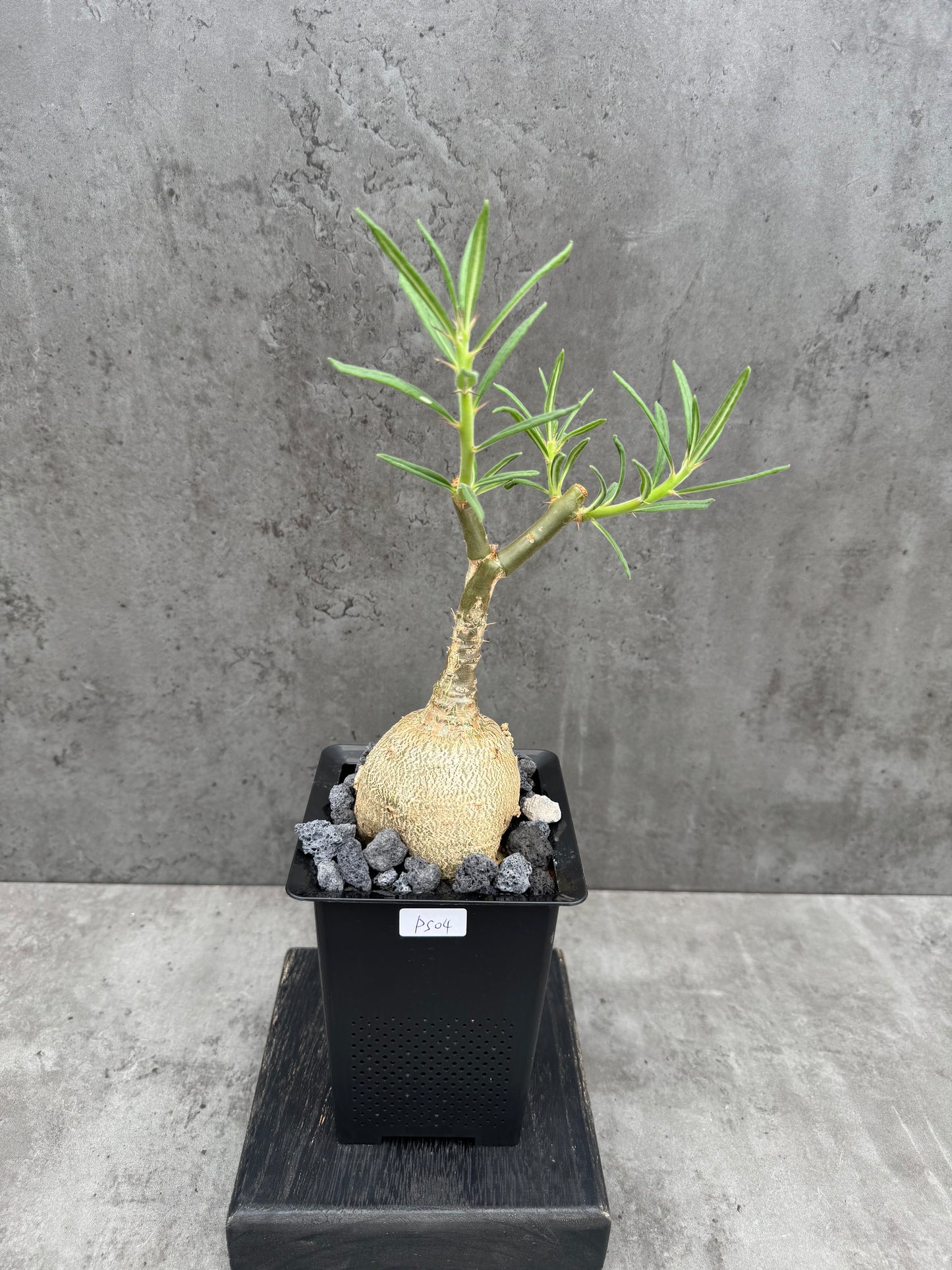 Pachypodium succulentum
