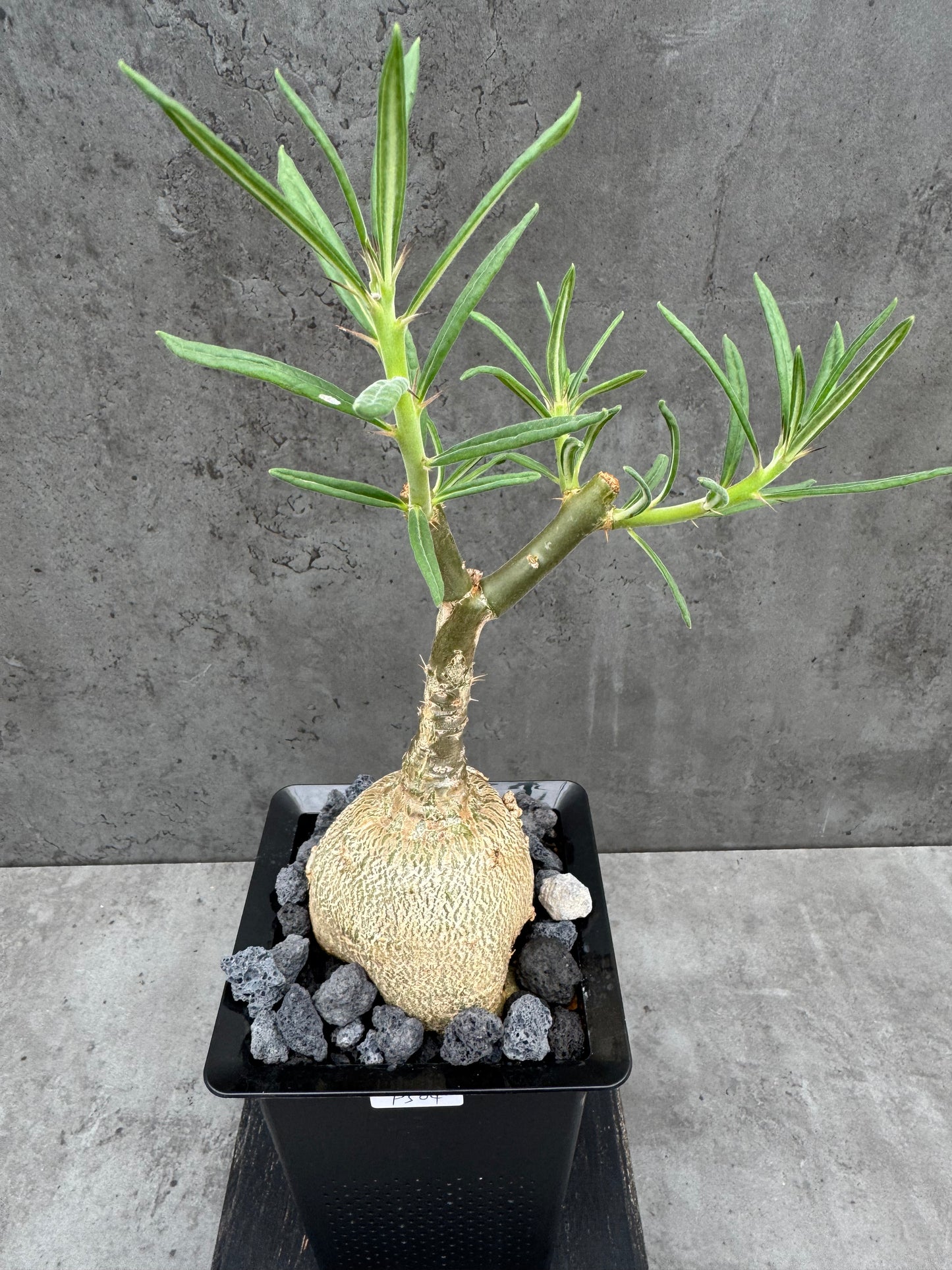 Pachypodium succulentum