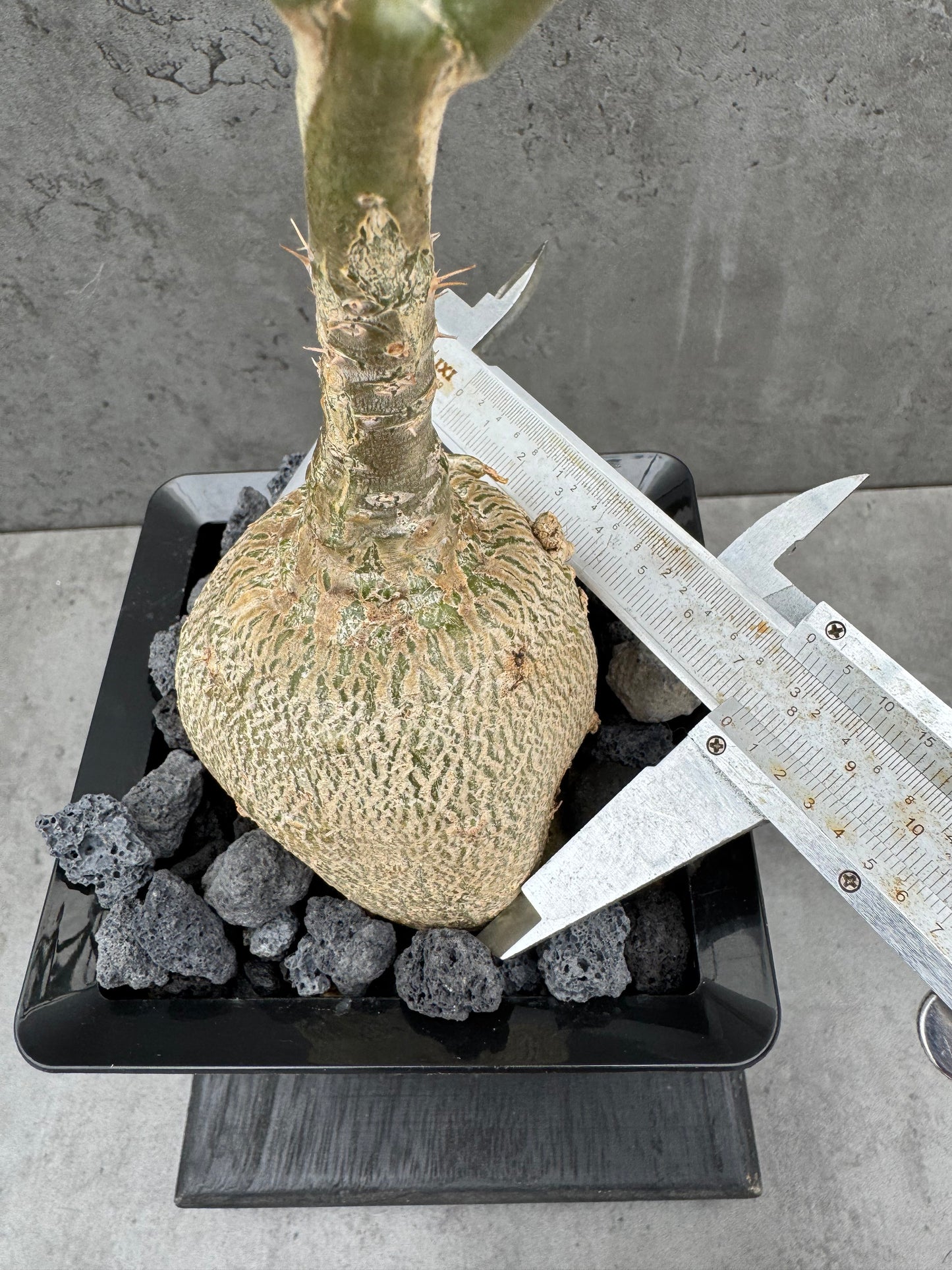 Pachypodium succulentum