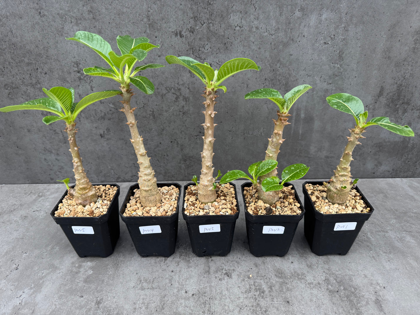 Pachypodium windsorii