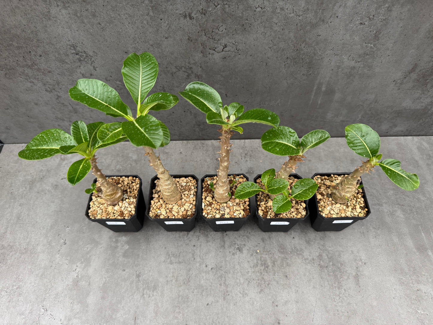 Pachypodium windsorii