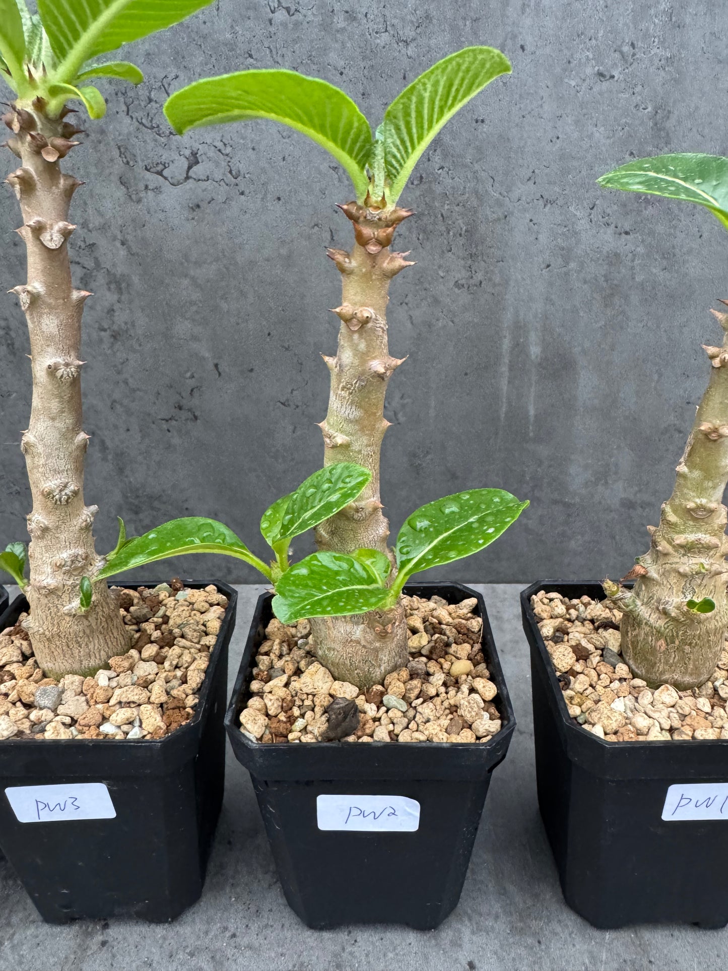 Pachypodium windsorii