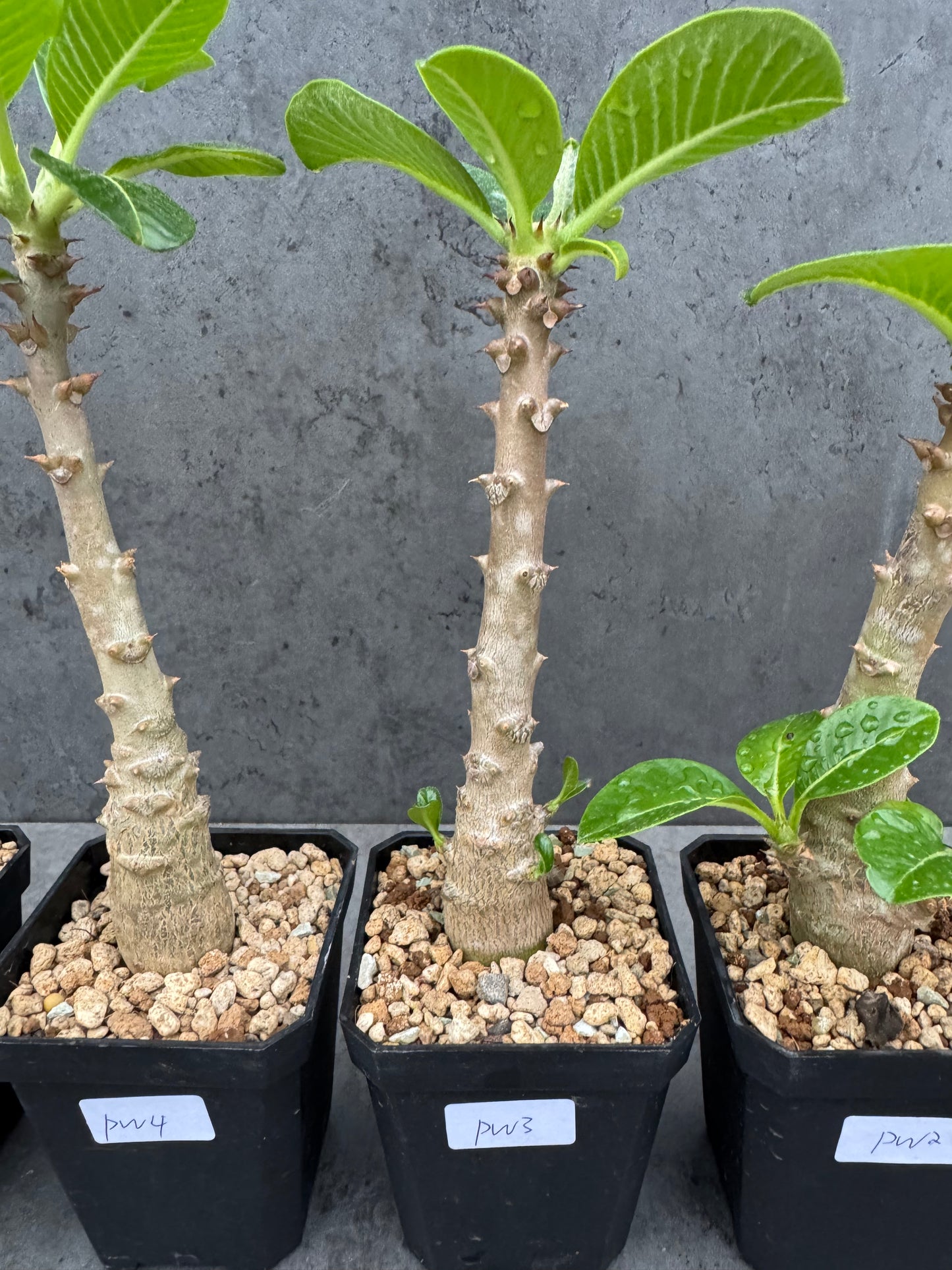 Pachypodium windsorii