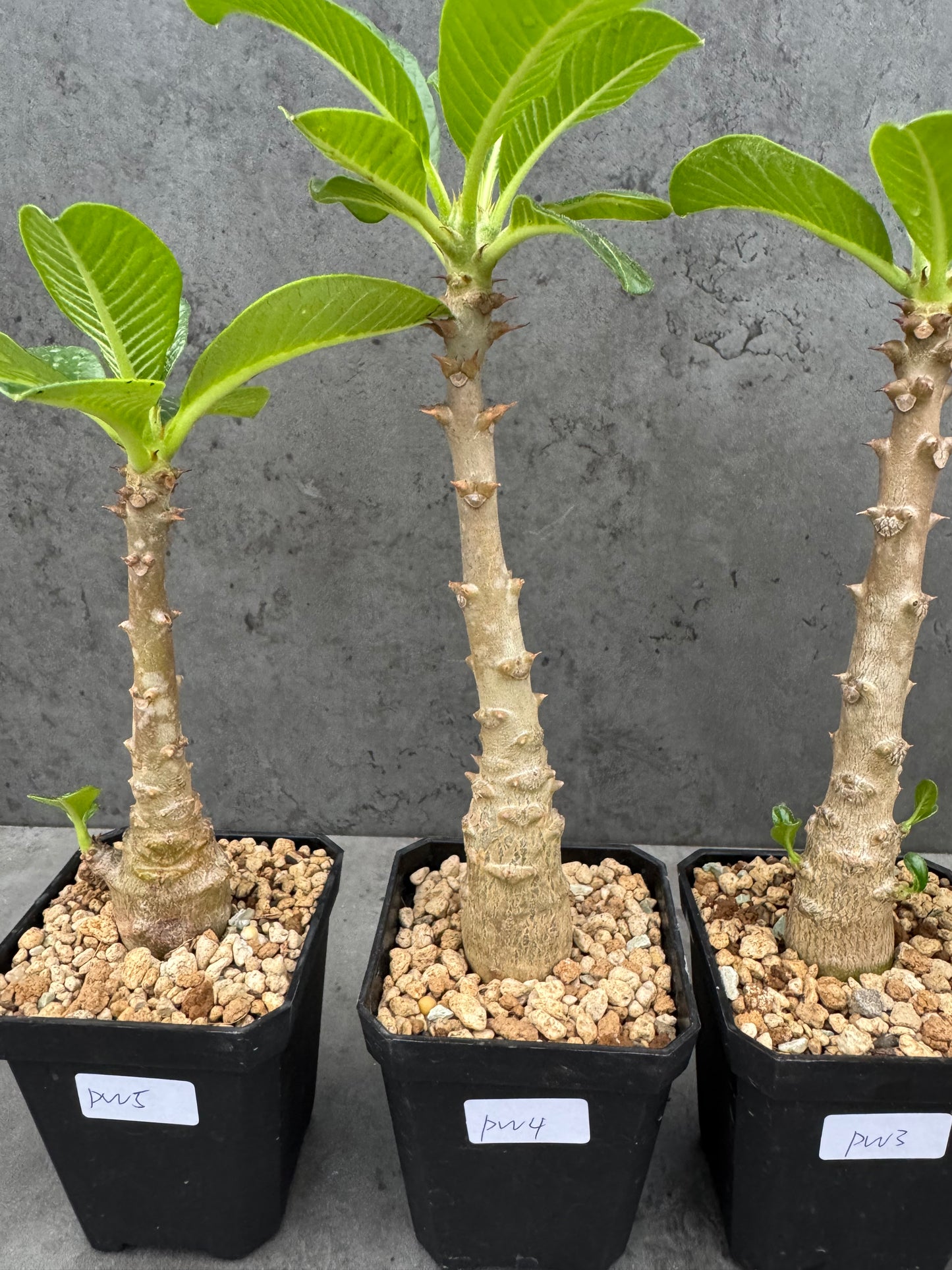 Pachypodium windsorii
