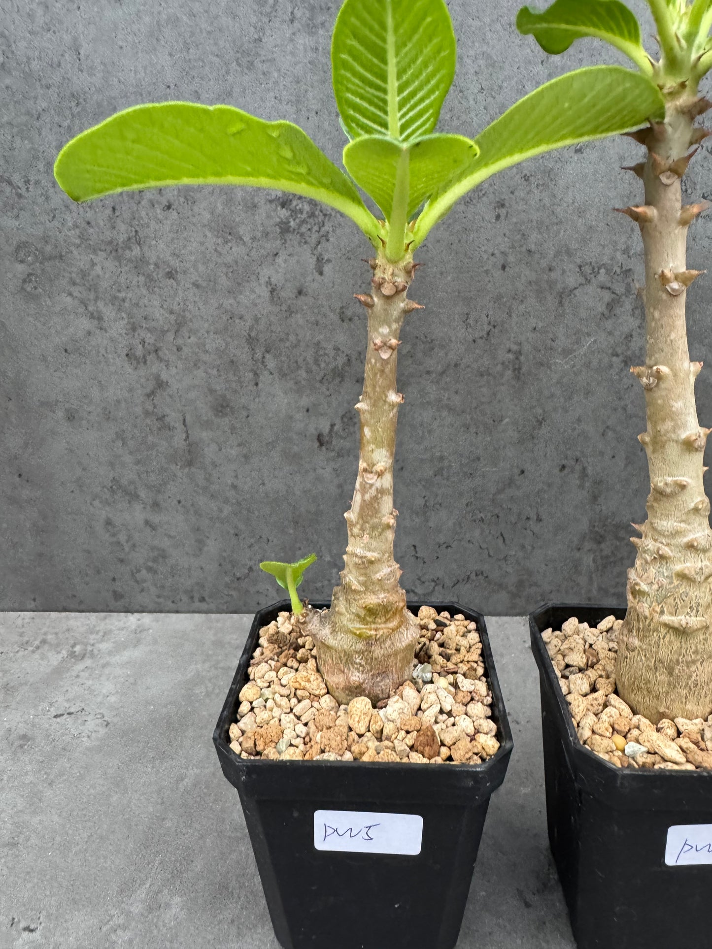 Pachypodium windsorii