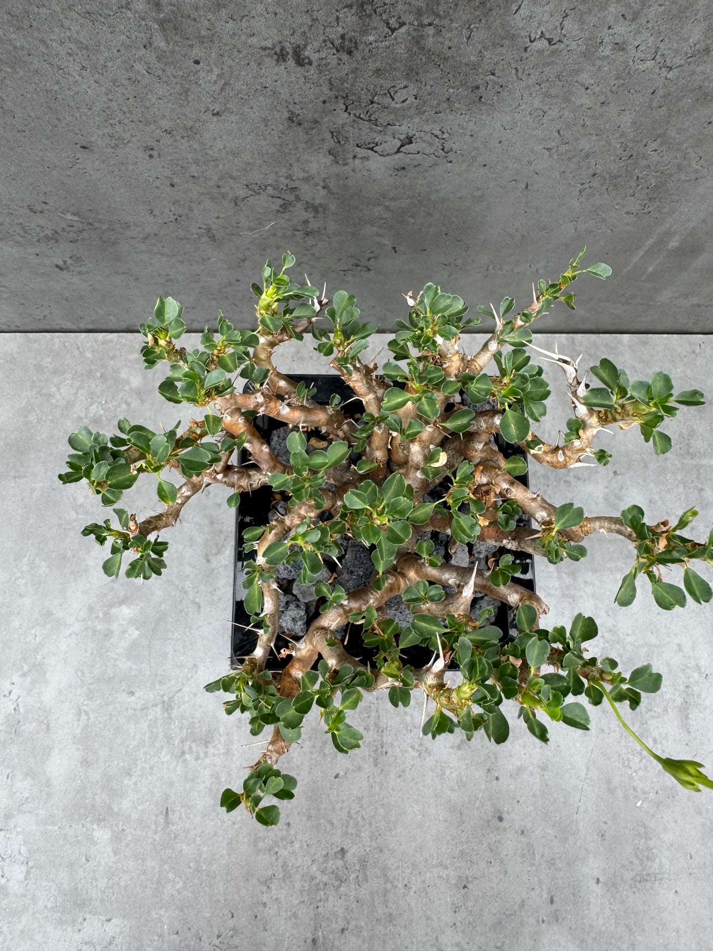 Sarcocaulon Vanderietiae
