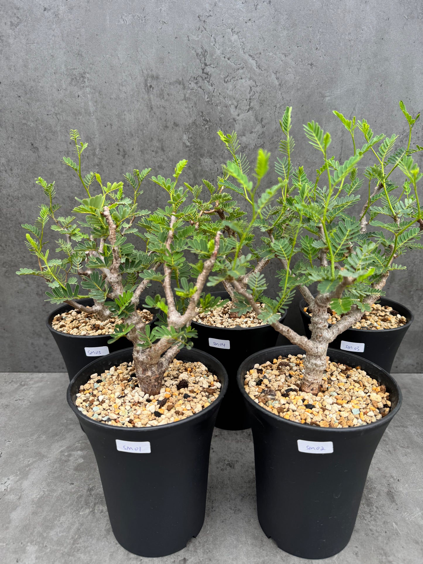 Senna meridionalis