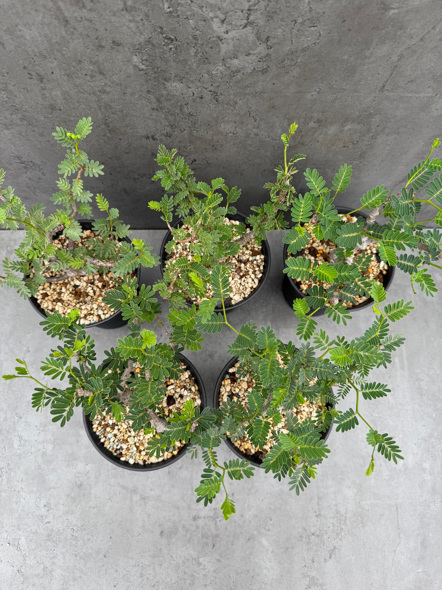 Senna meridionalis