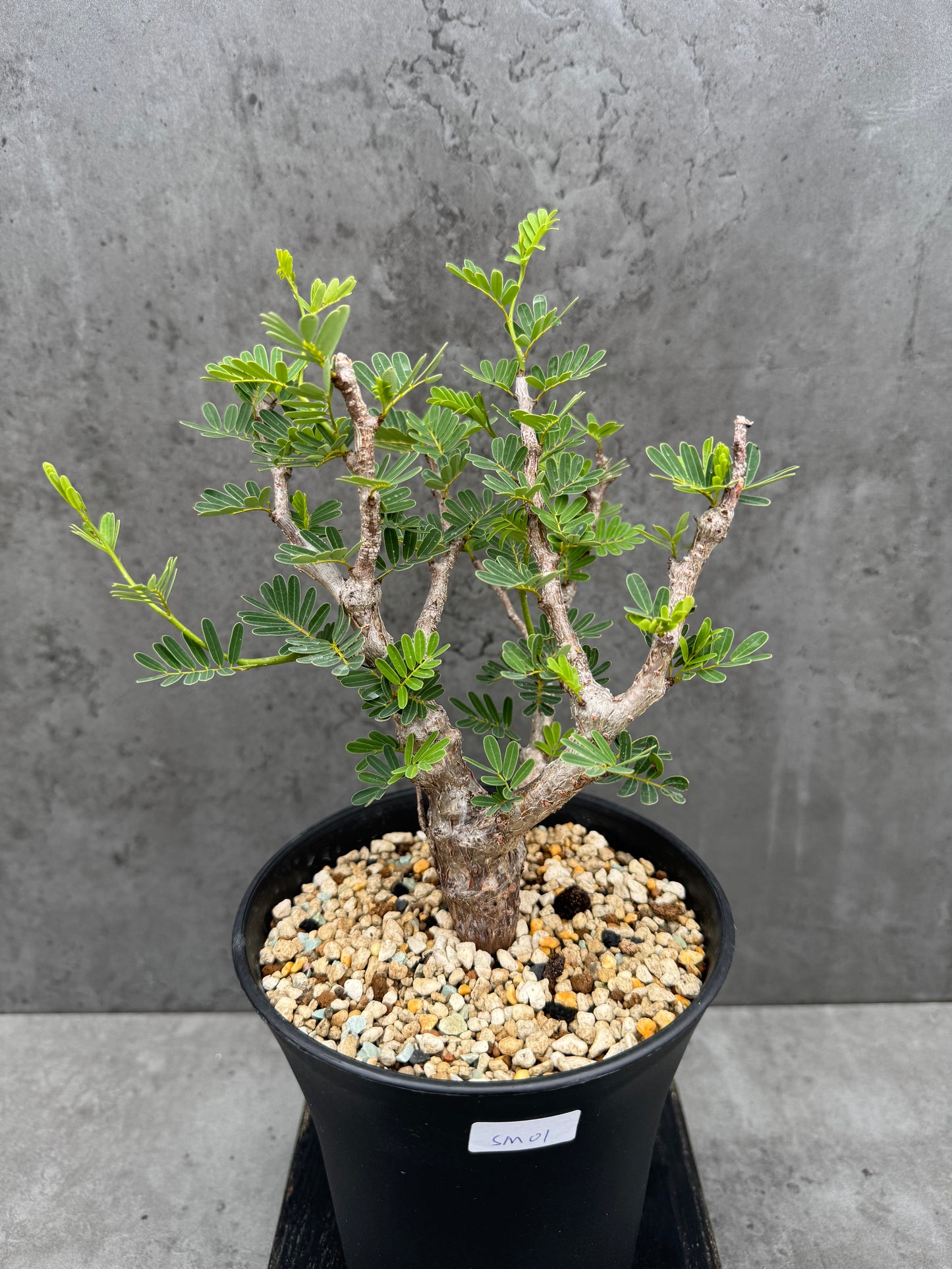 Senna meridionalis