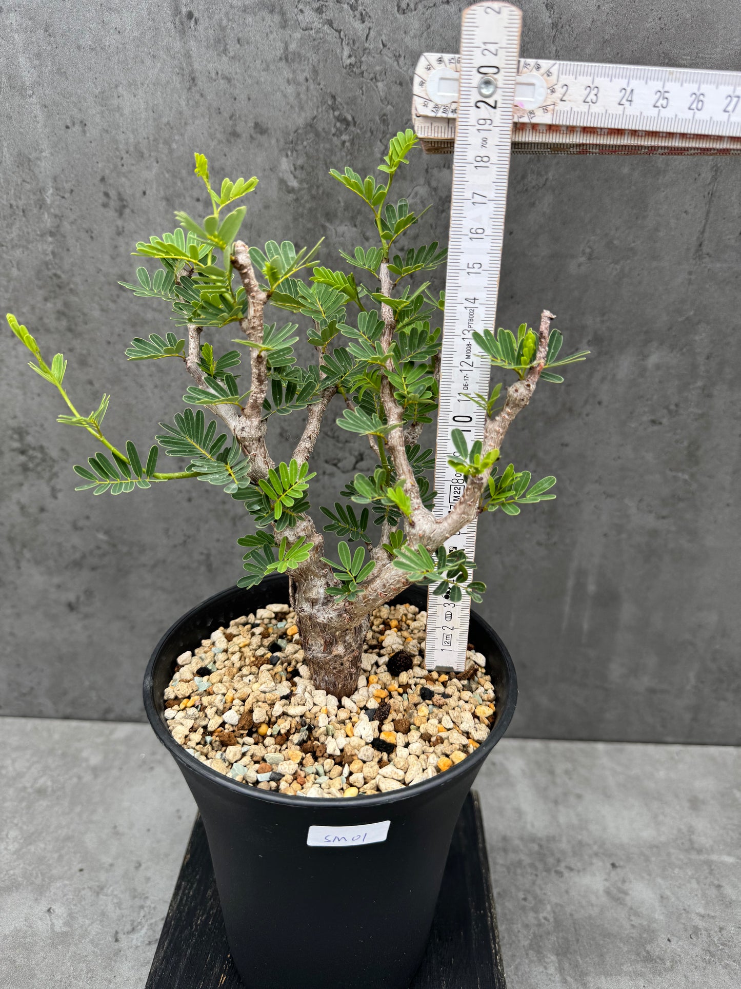 Senna meridionalis