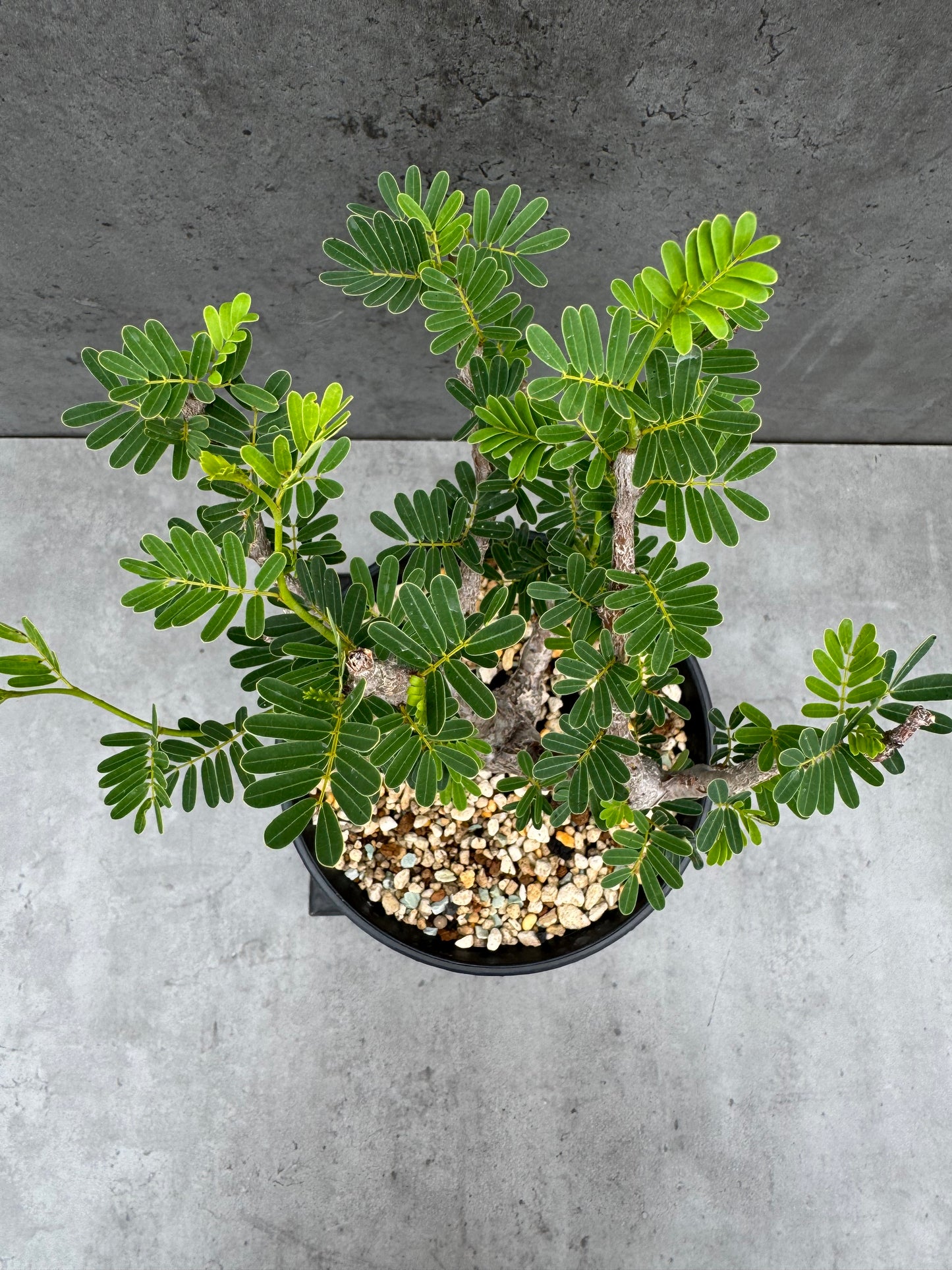 Senna meridionalis
