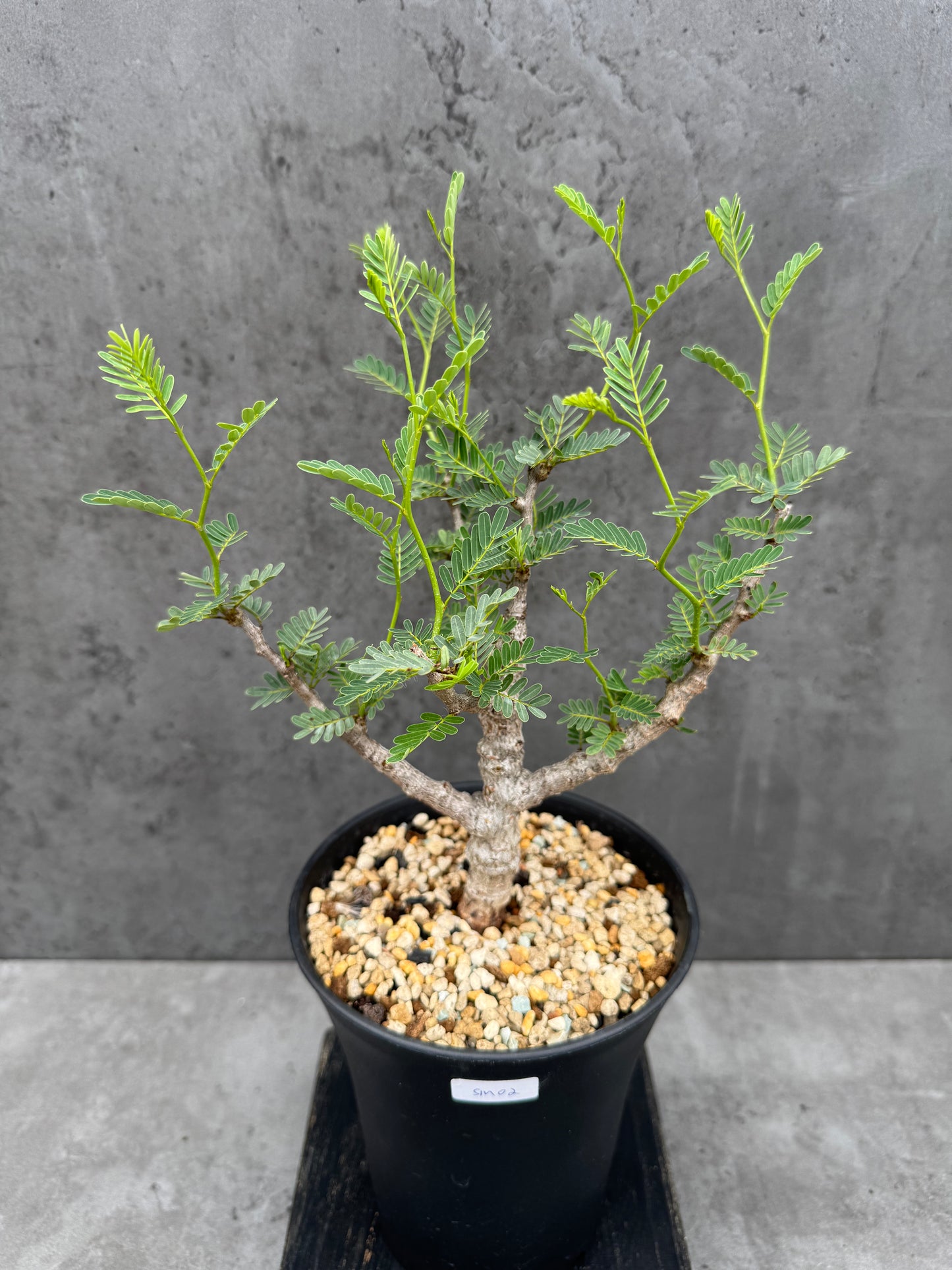 Senna meridionalis