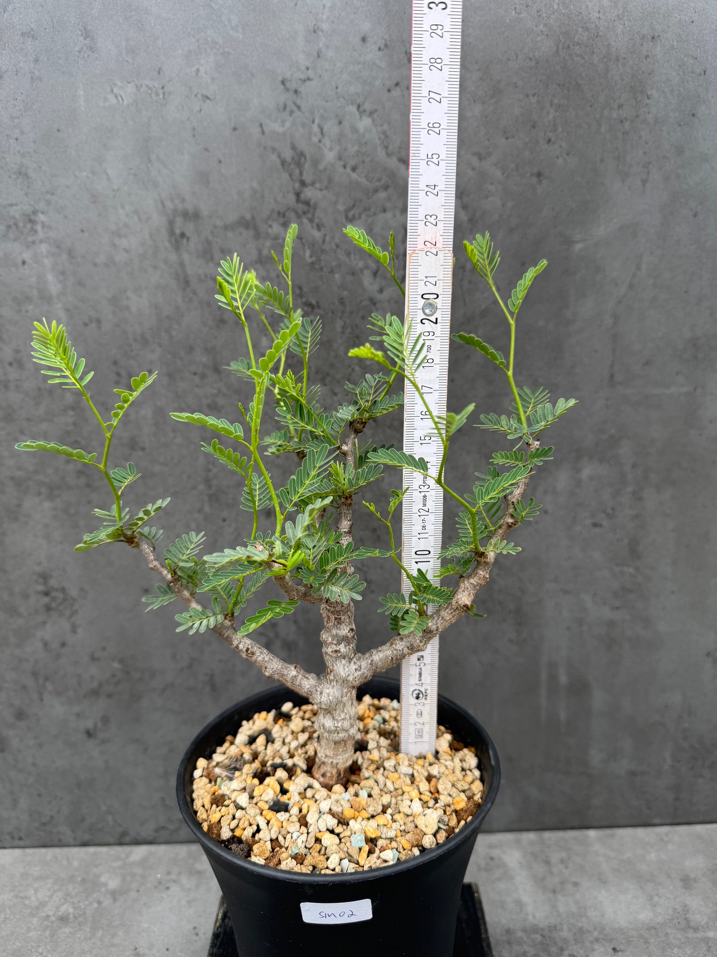 Senna meridionalis