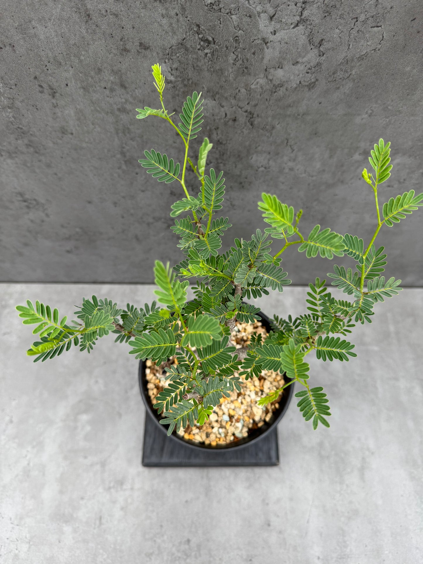 Senna meridionalis