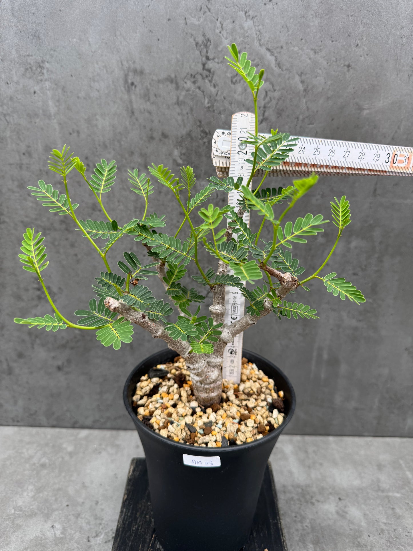 Senna meridionalis