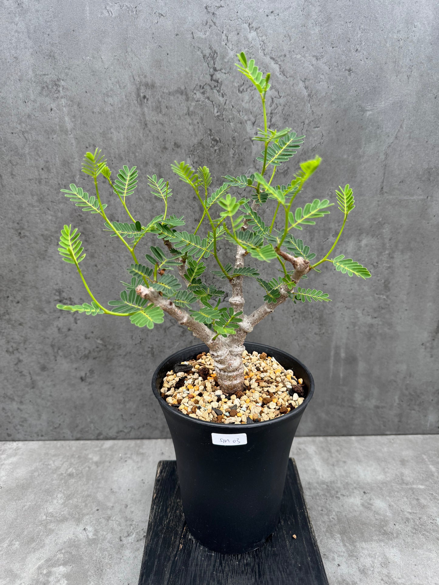Senna meridionalis