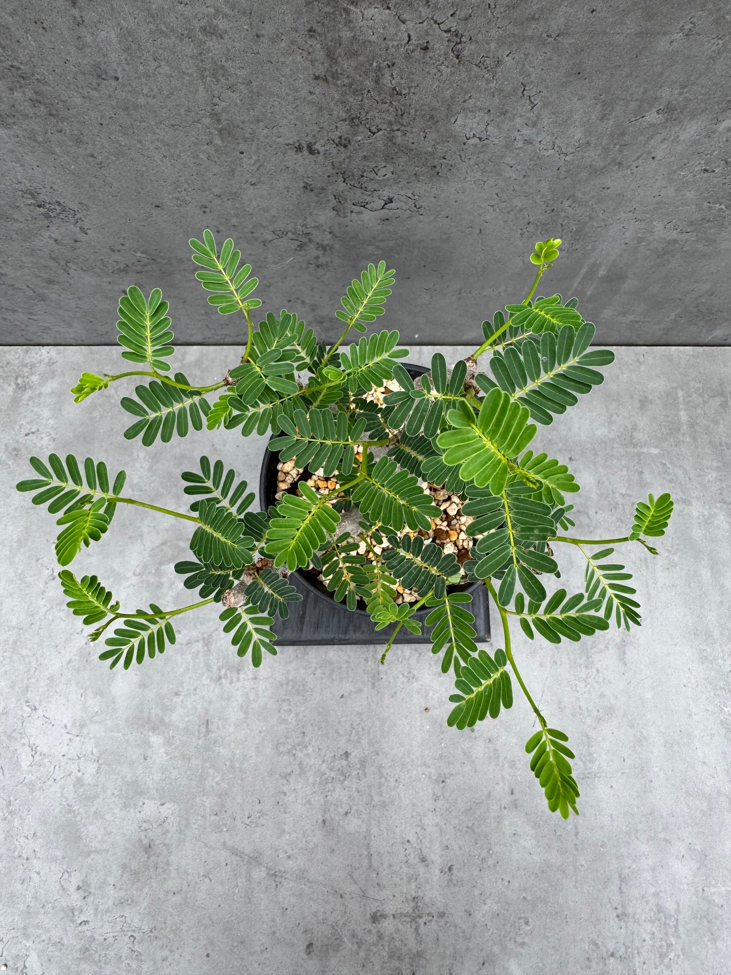 Senna meridionalis