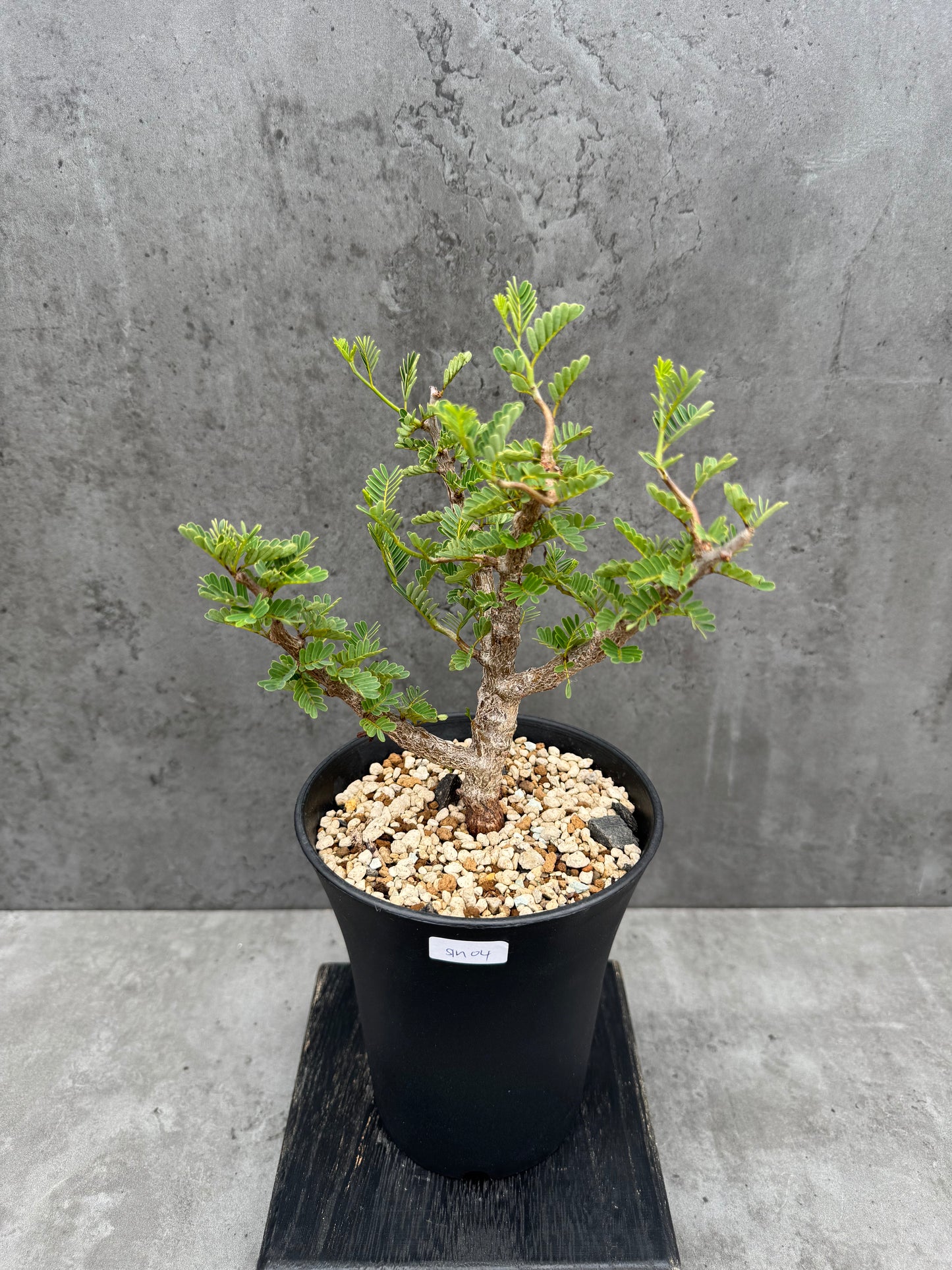 Senna meridionalis