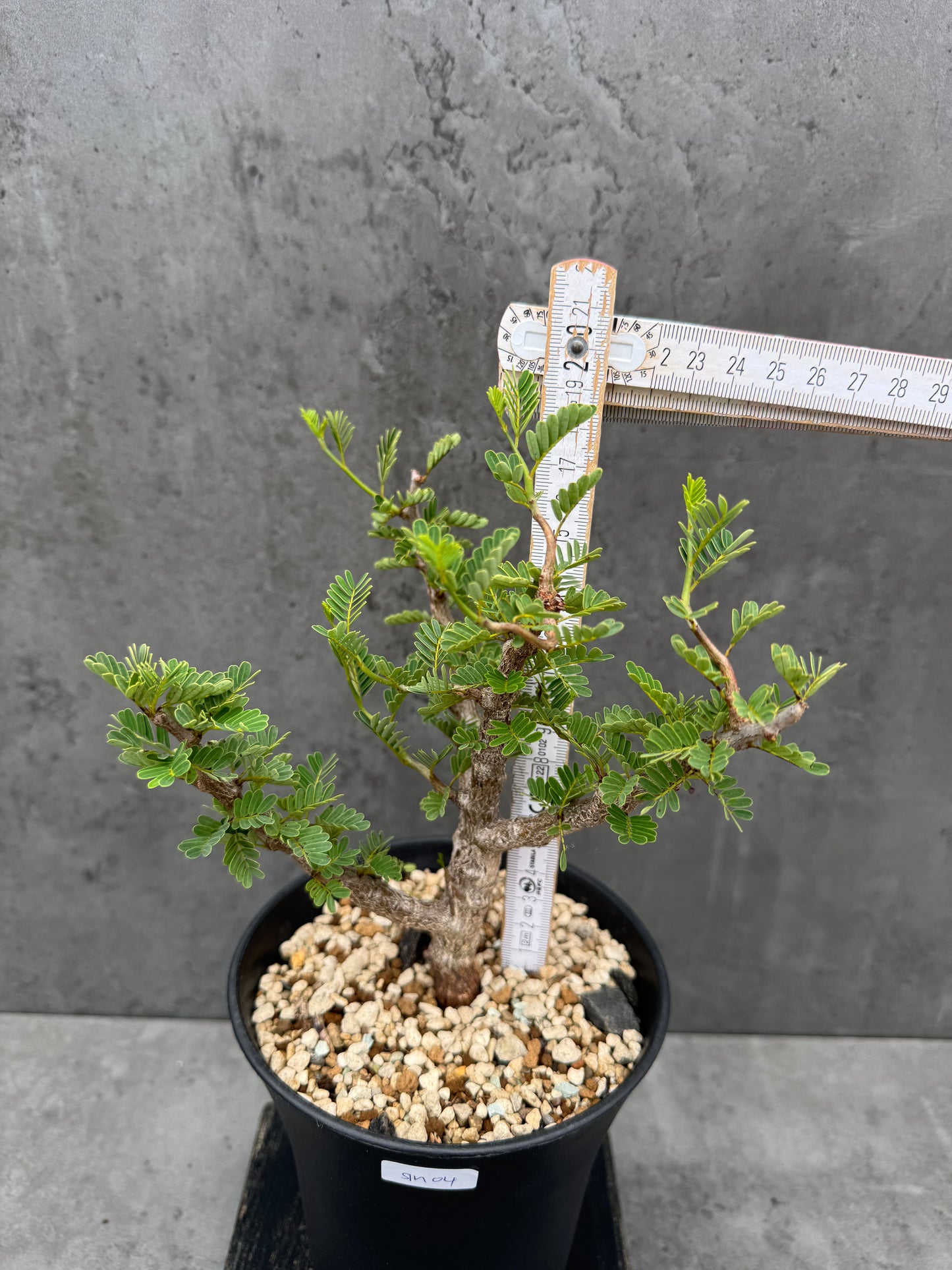 Senna meridionalis
