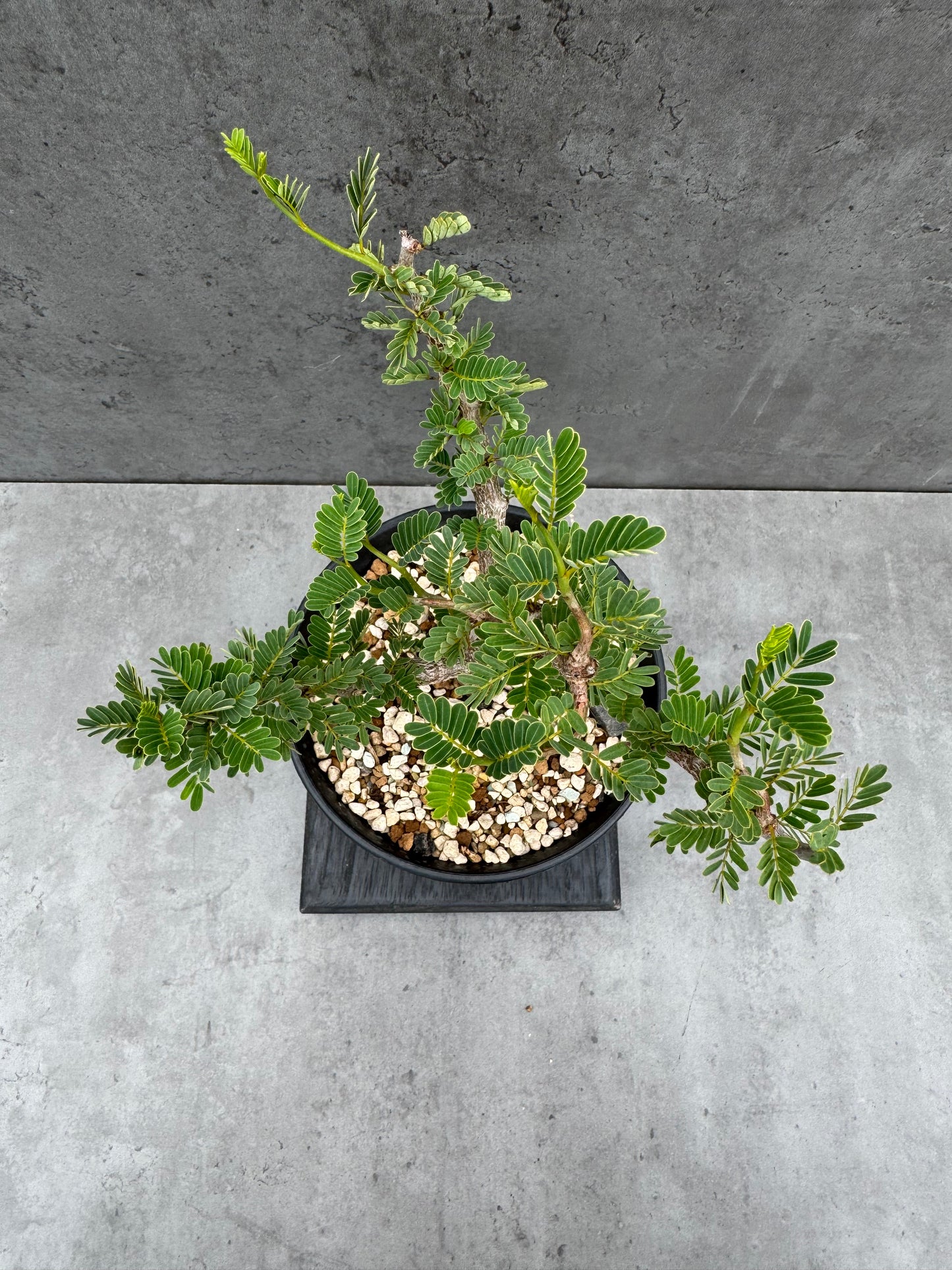 Senna meridionalis
