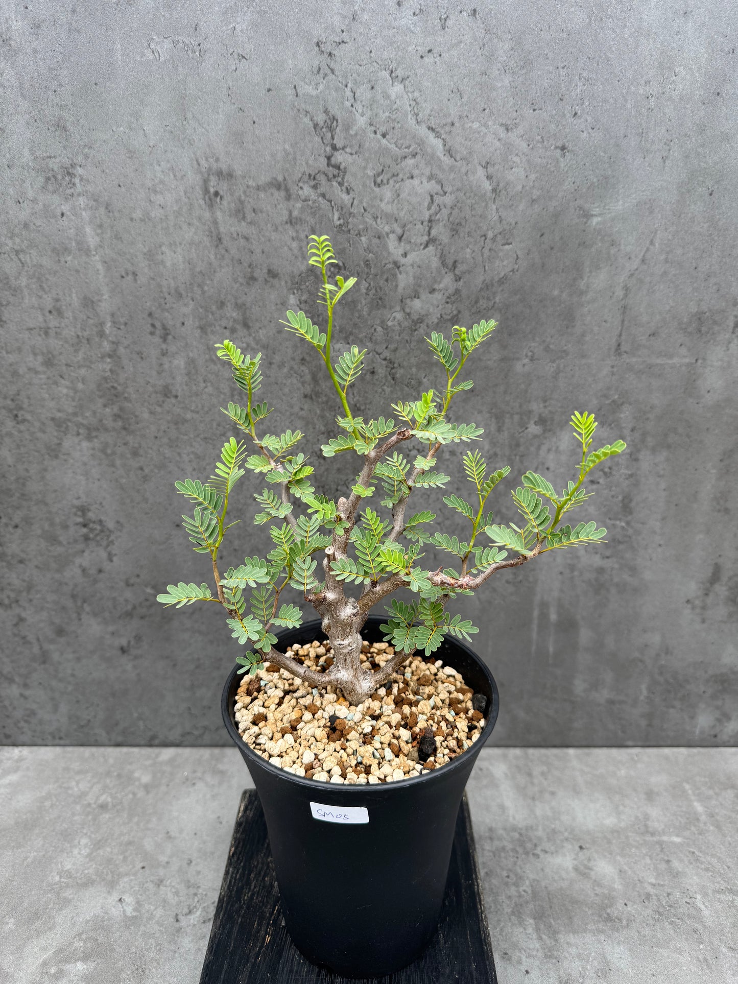 Senna meridionalis