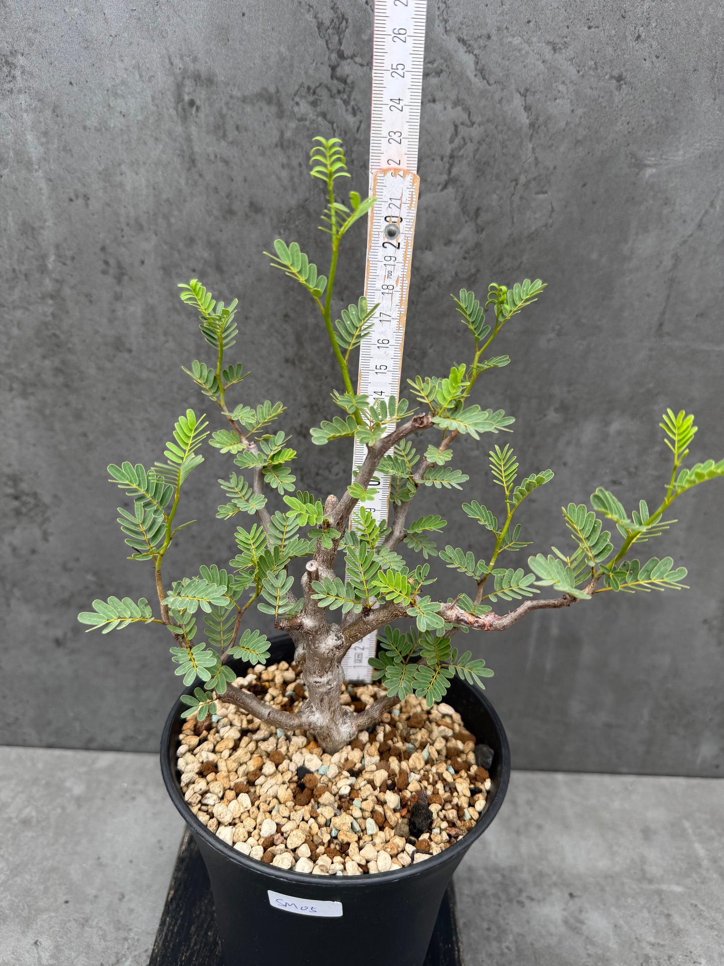 Senna meridionalis