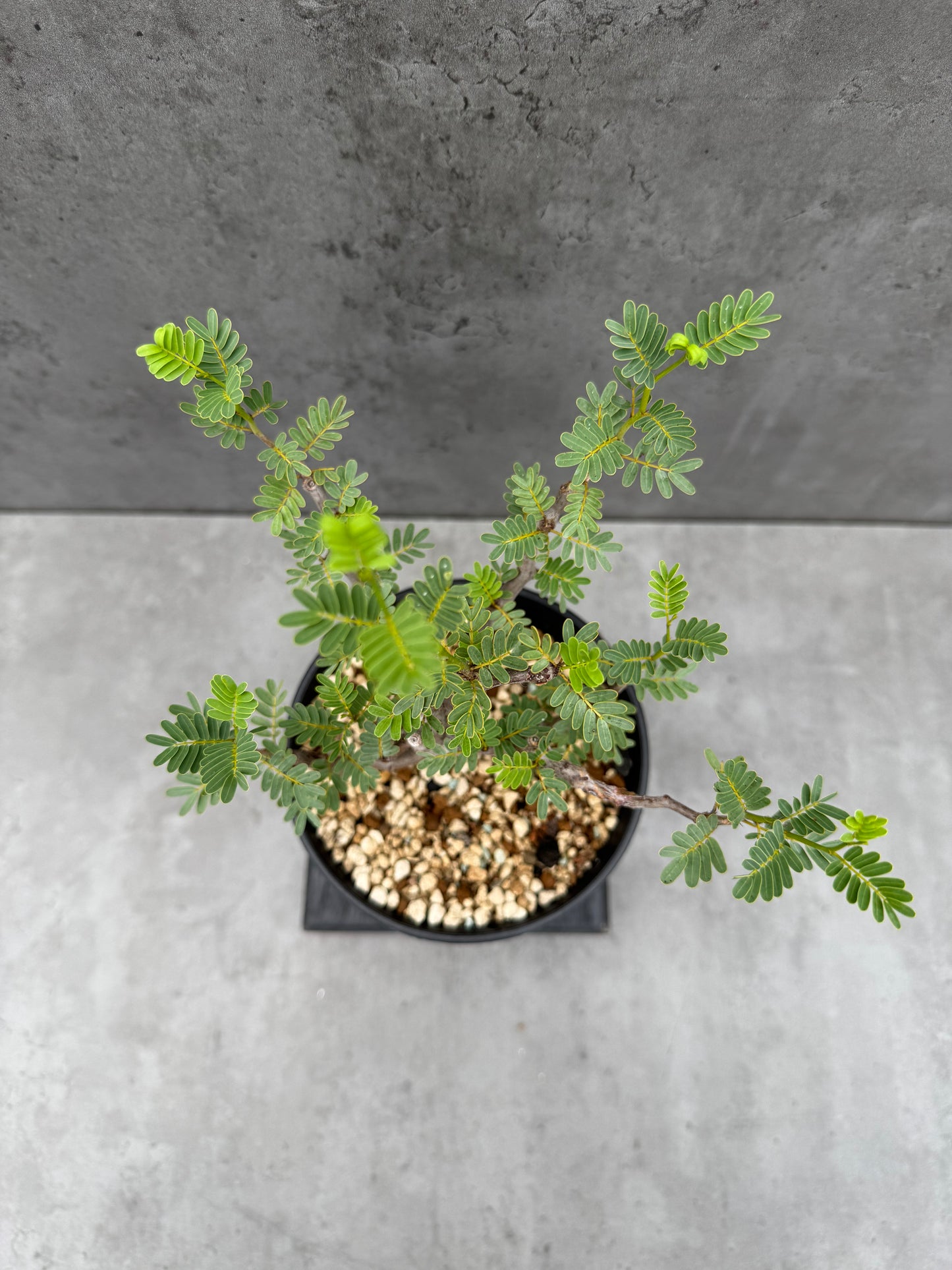 Senna meridionalis