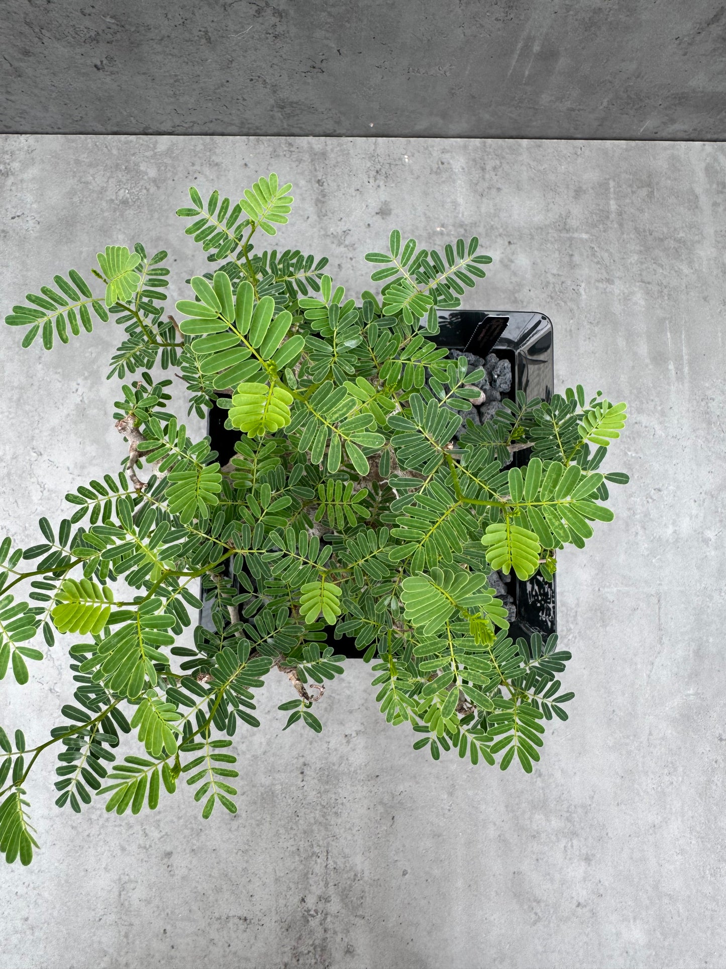 Senna meridionalis - ein exklusives Exemplar!