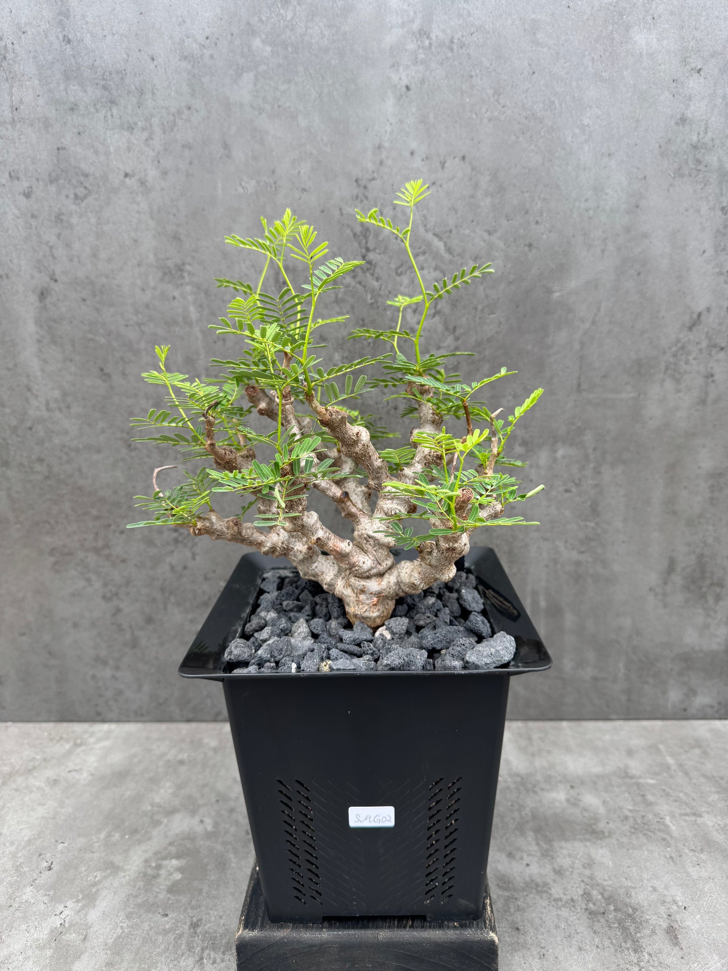 Senna meridionalis - ein exklusives Exemplar!