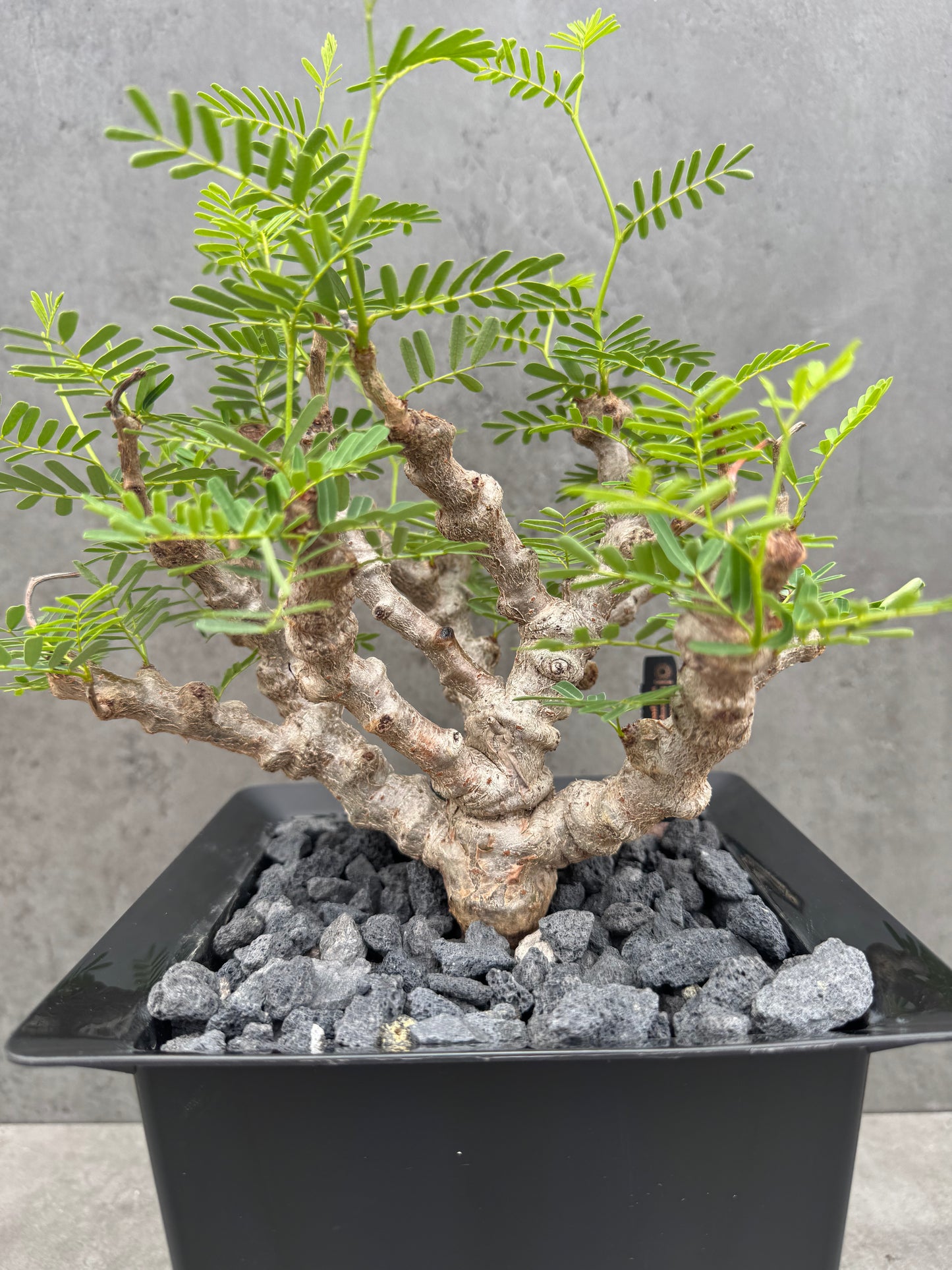 Senna meridionalis - ein exklusives Exemplar!