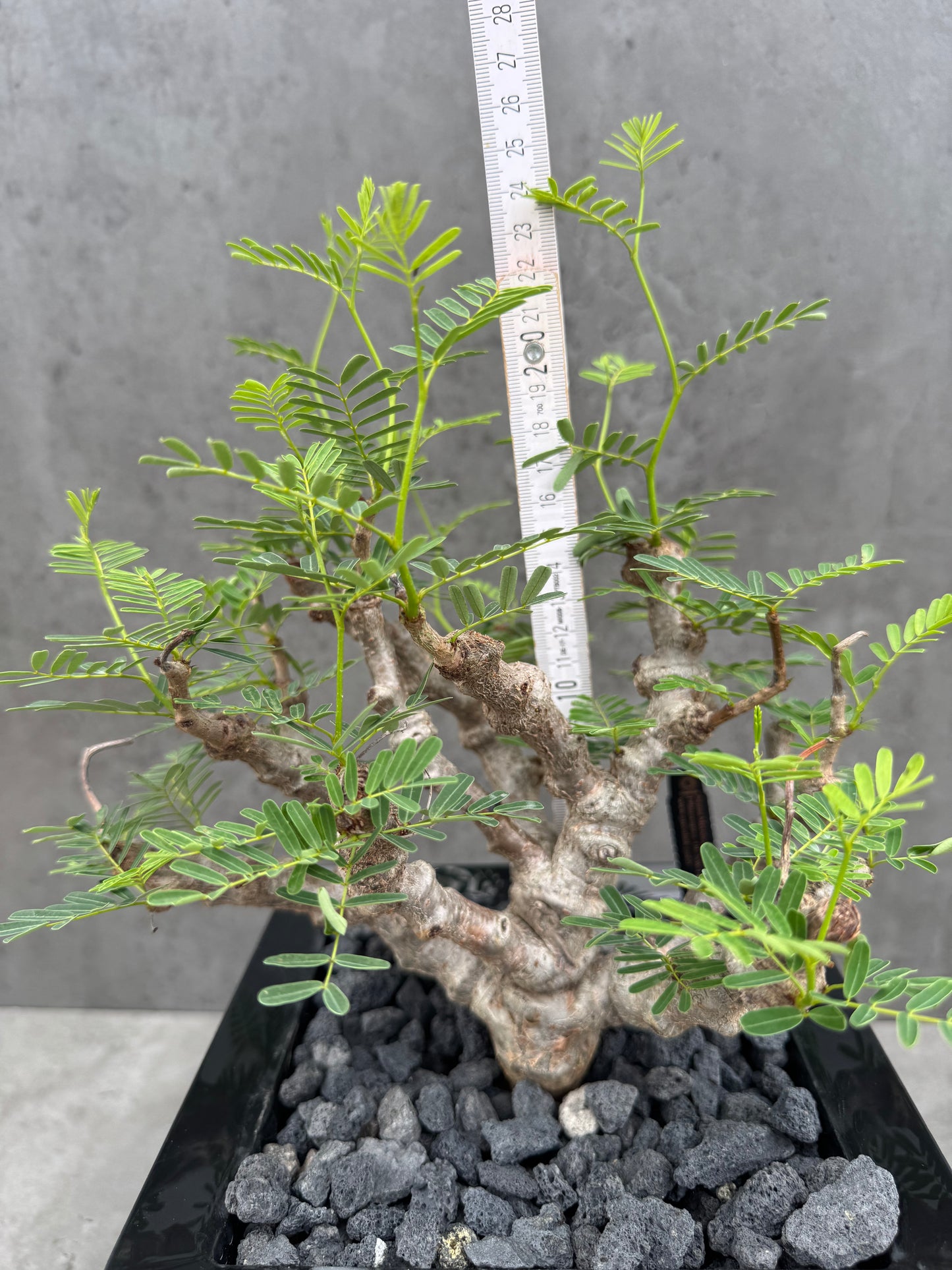 Senna meridionalis - ein exklusives Exemplar!
