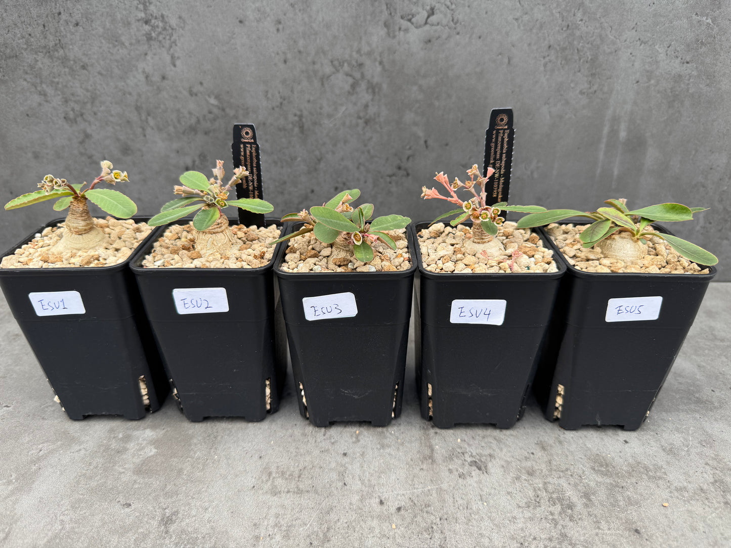 Euphorbia subapoda