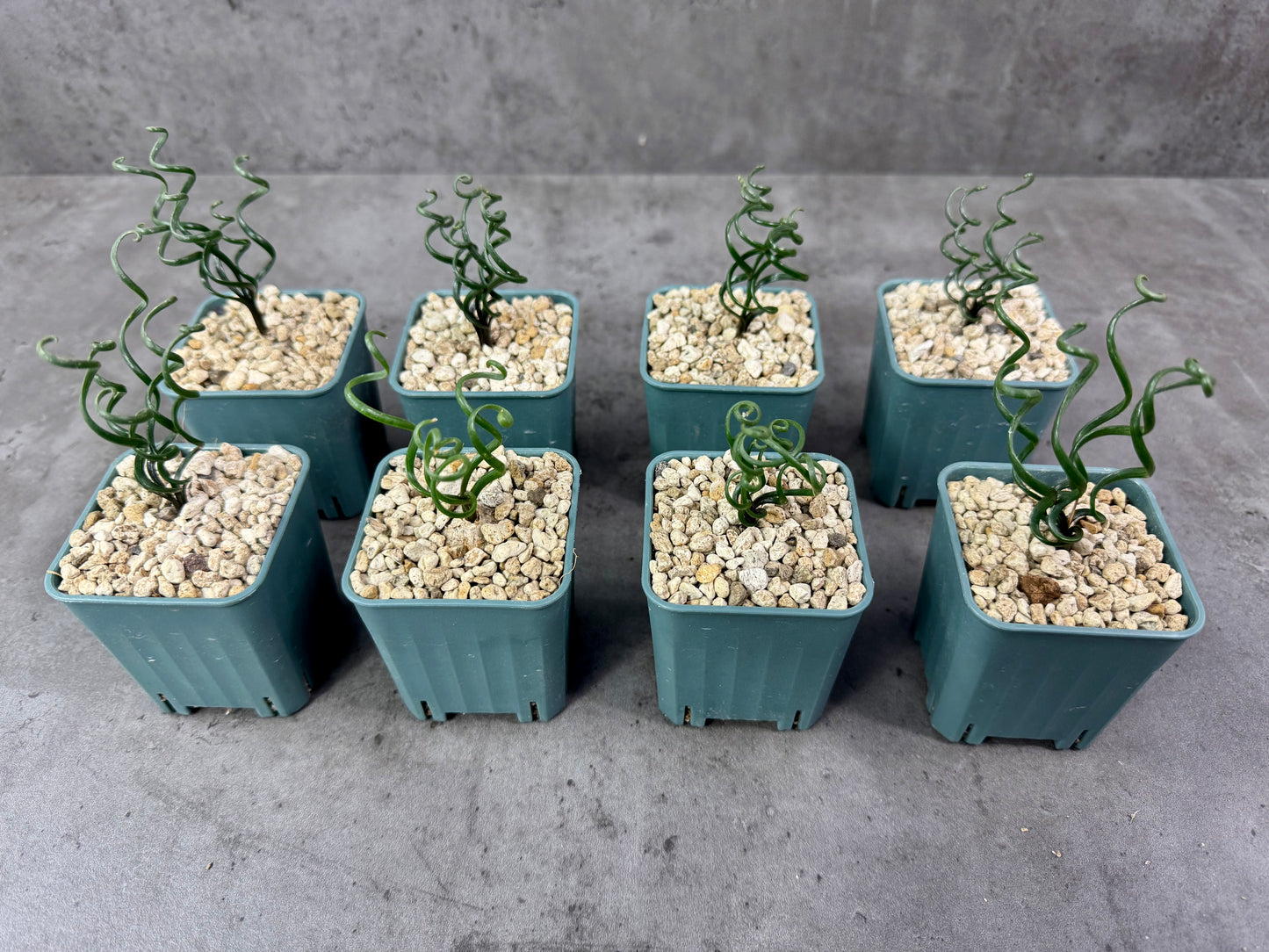 Albuca bruce-bayeri