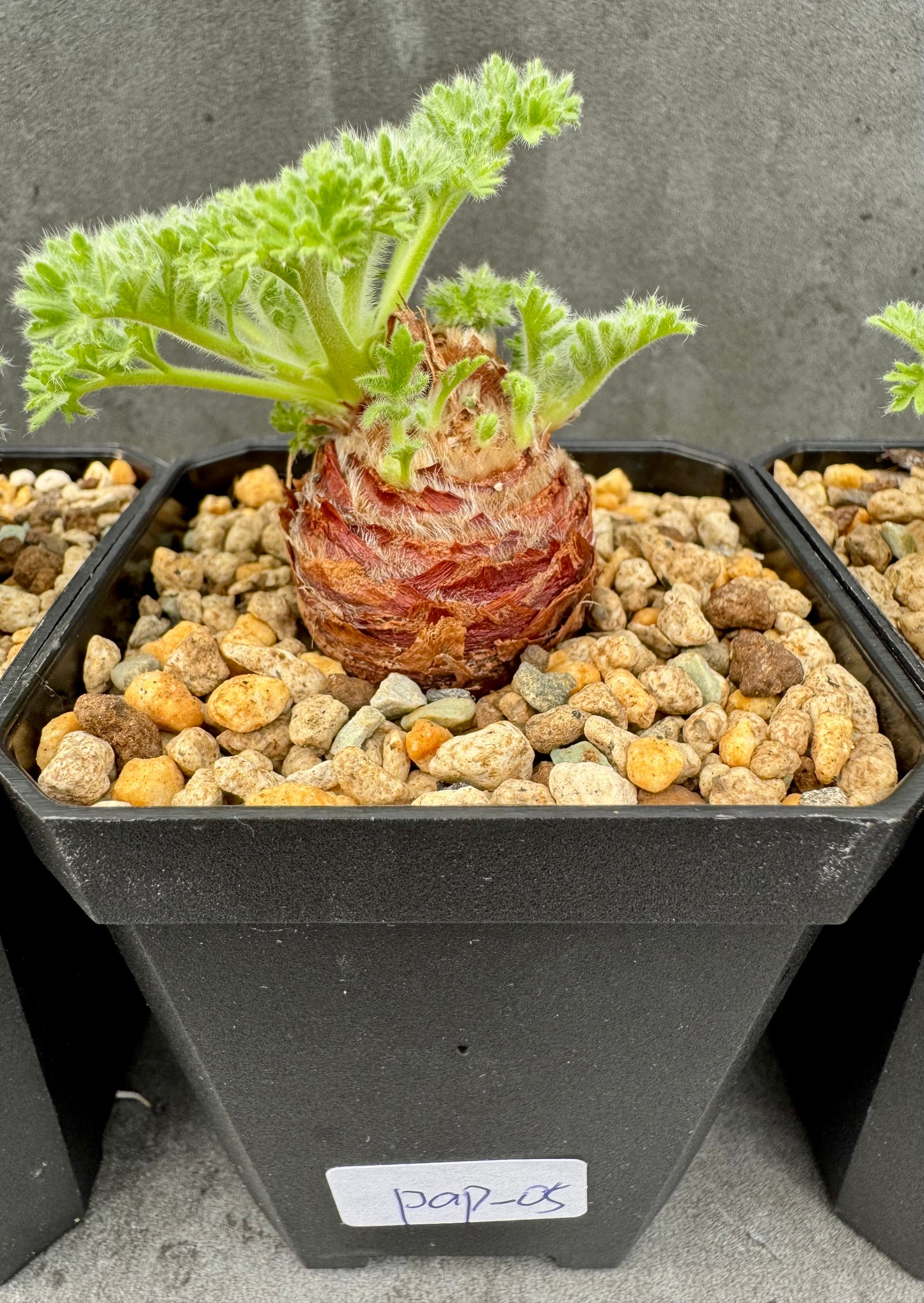 Pelargonium appendiculatum