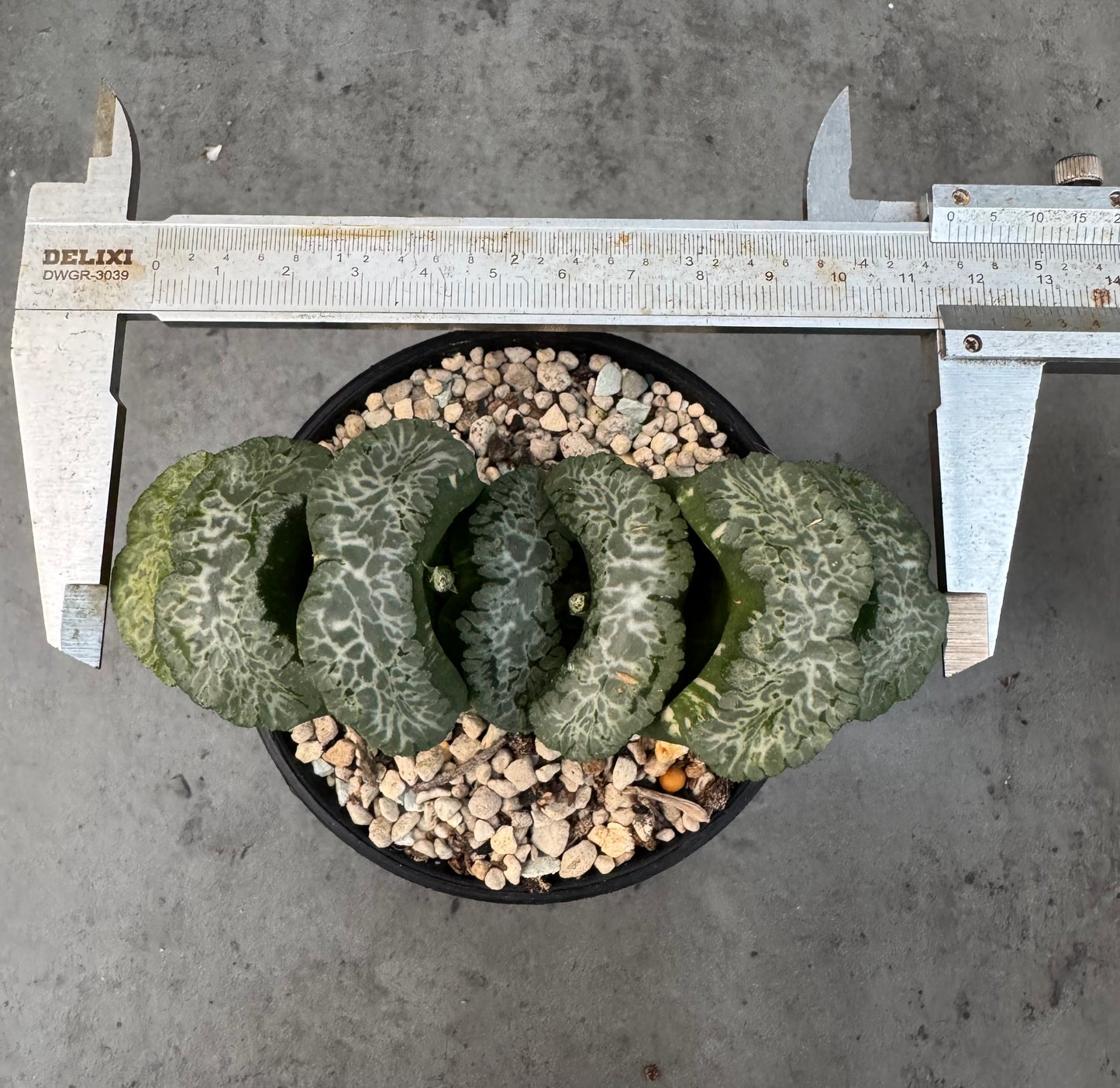 Haworthia Truncata 'Hokusai - Semi-variegata