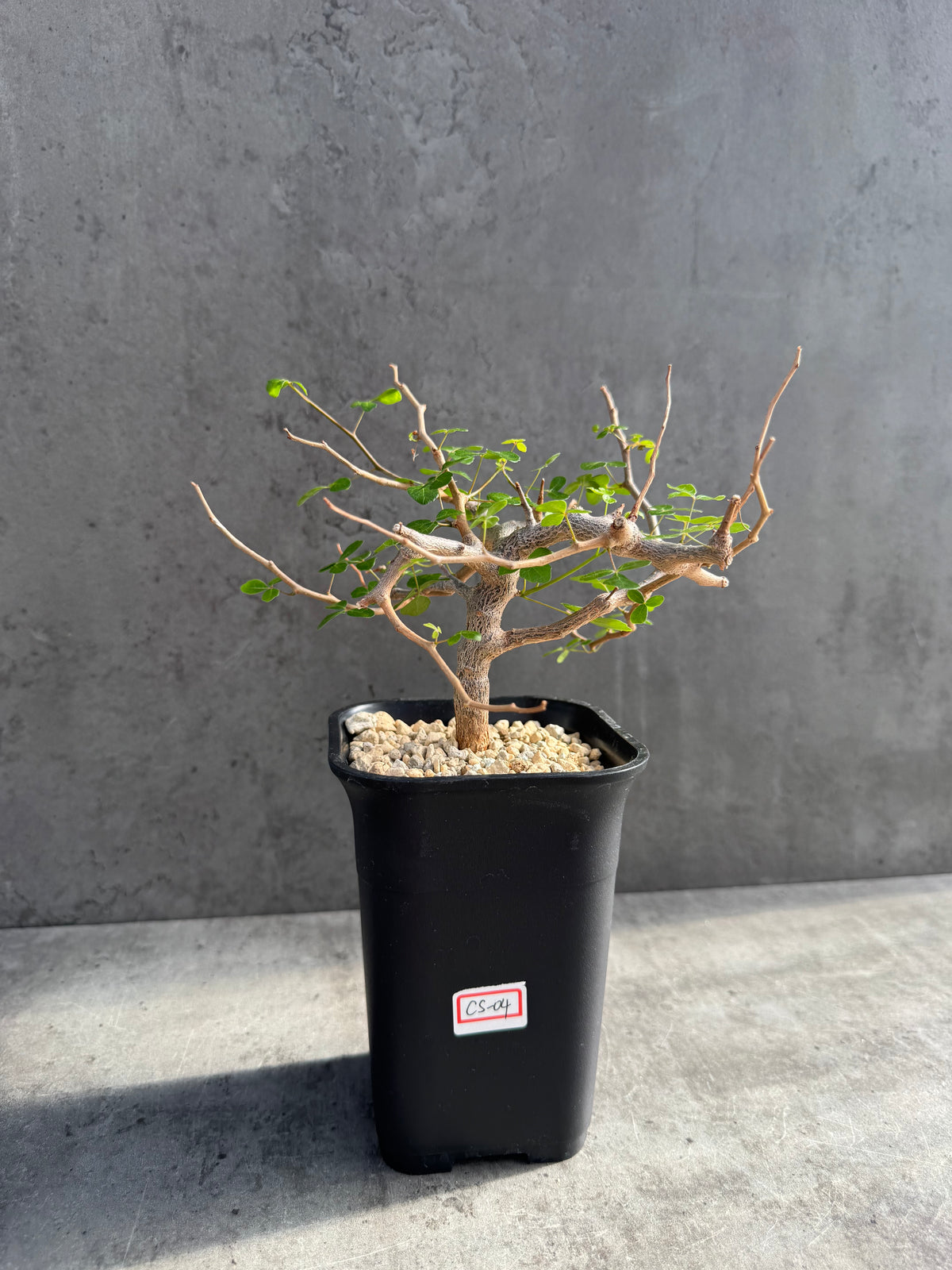 Commiphora sinuata – Seltene madagassische Commiphora