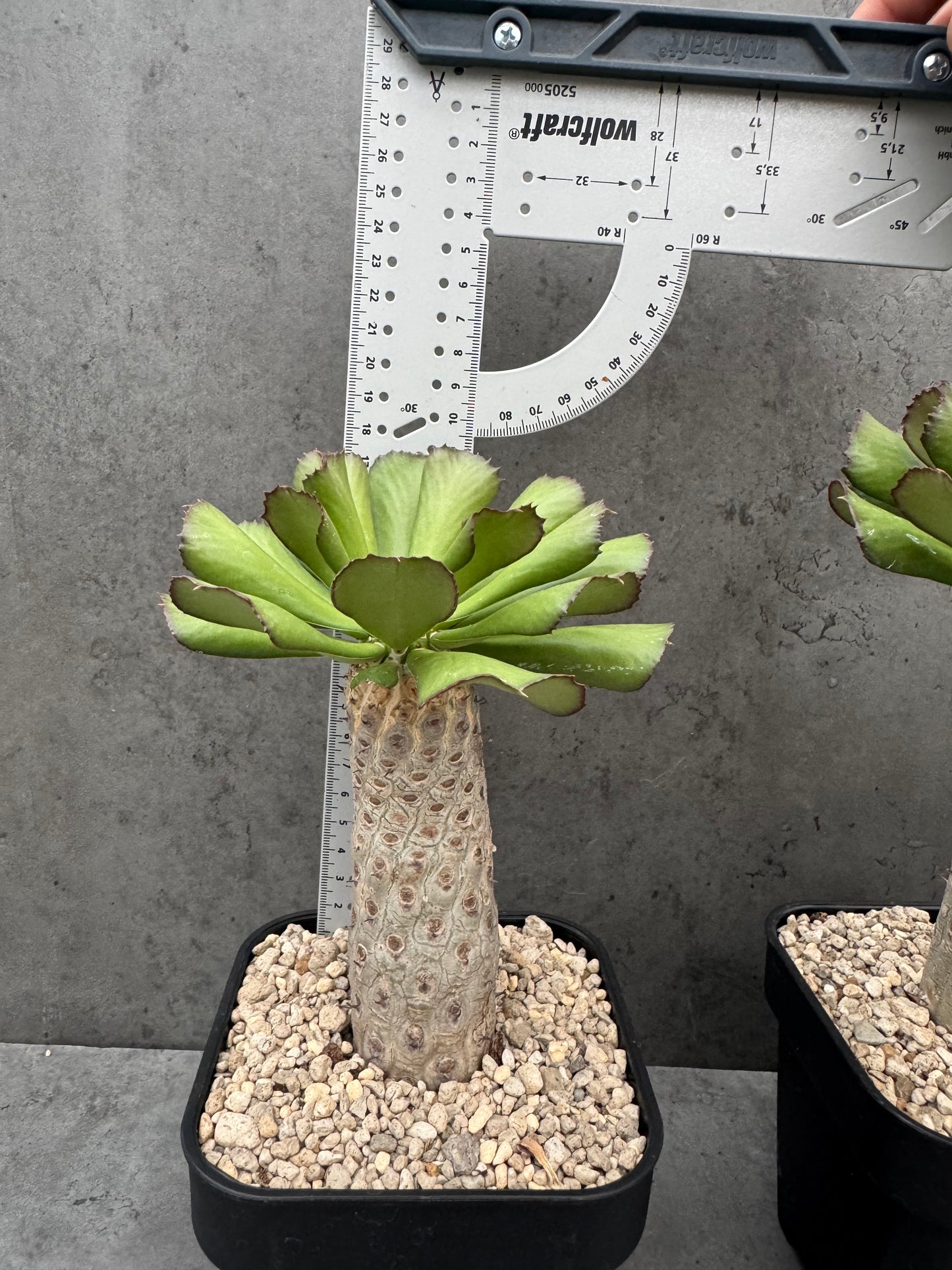 Euphorbia unispina