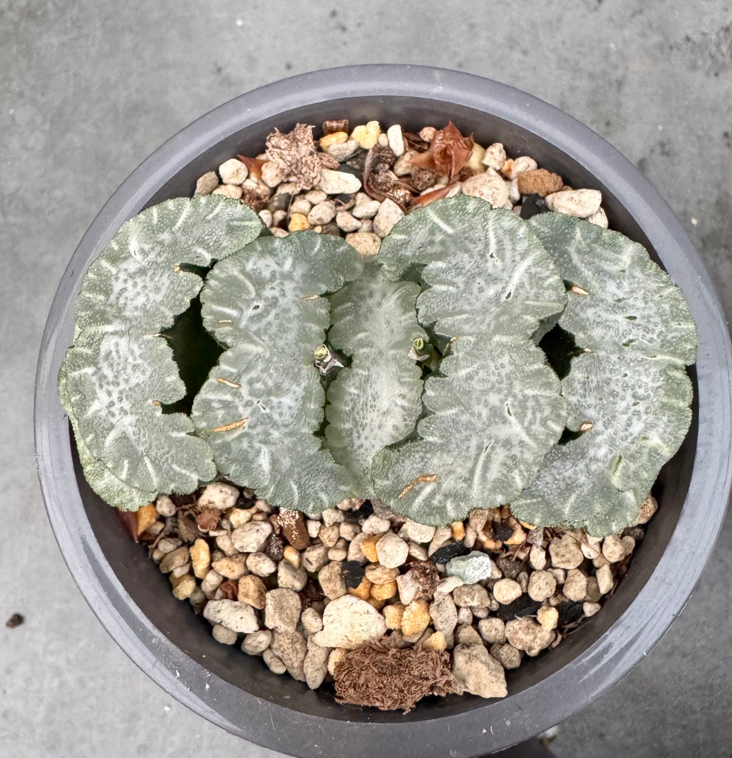 Haworthia truncata cv. Polar bear