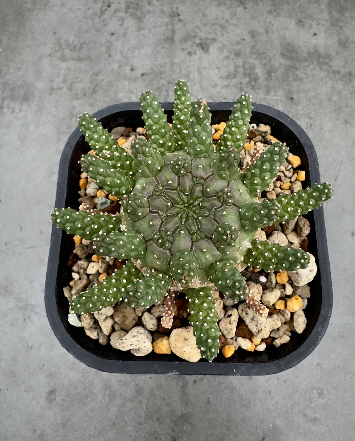 Euphorbia gamkensis