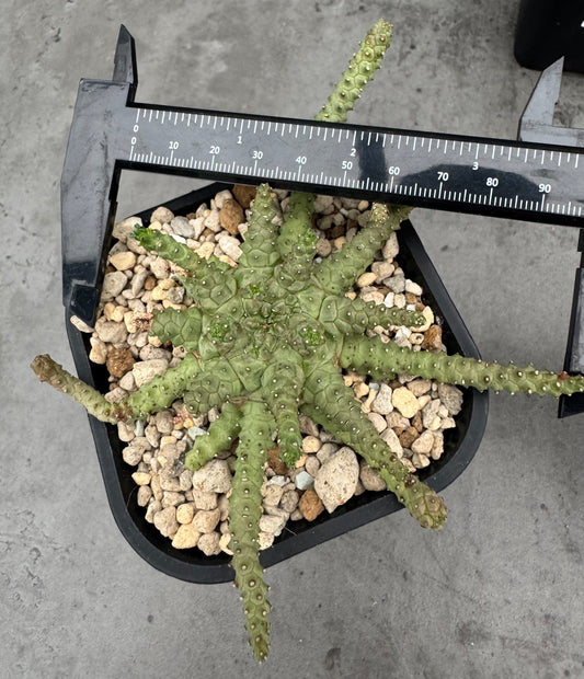 Euphorbia brevirama