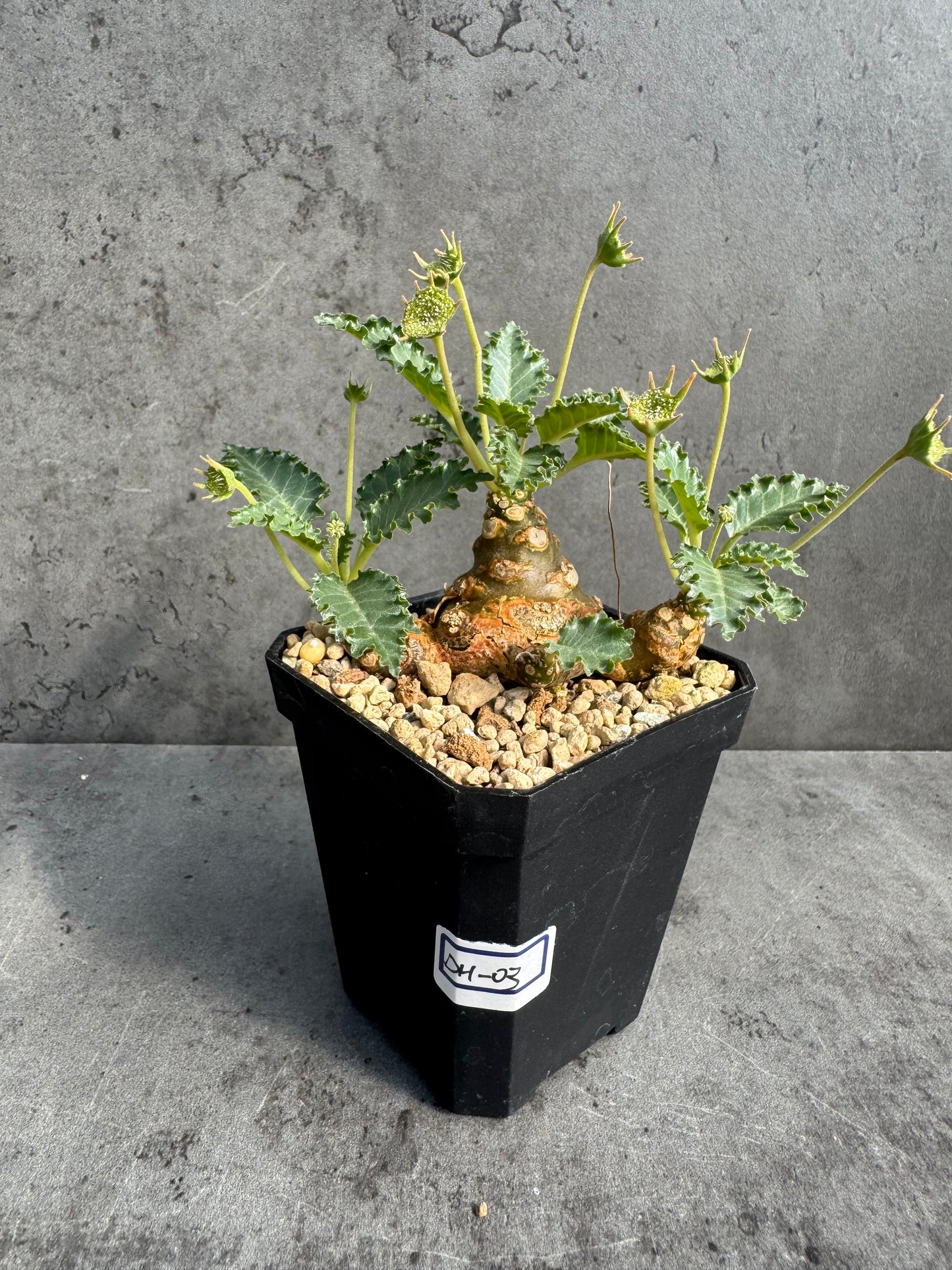 Dorstenia horwoodii
