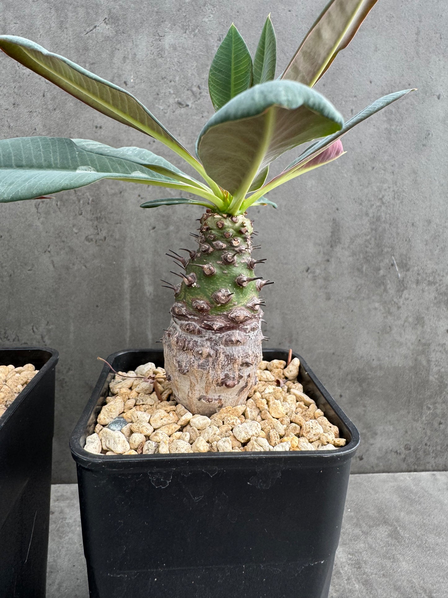 Euphorbia pachypodioides