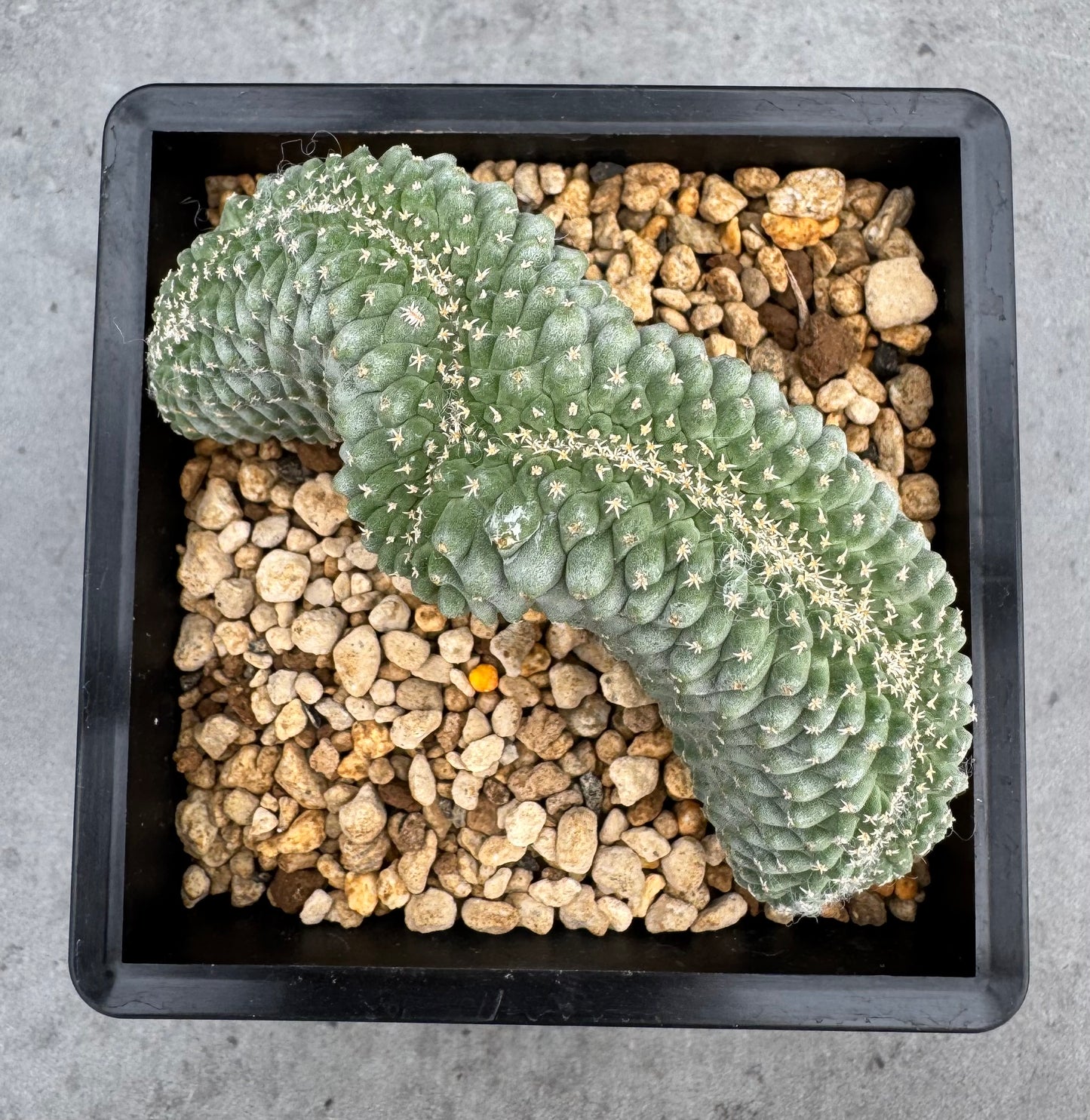 Strombocactus disciformis f. cristata – wurzelechte, blühfähige Exemplare