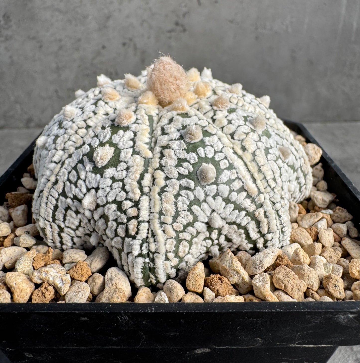 Astrophytum asterias miracle