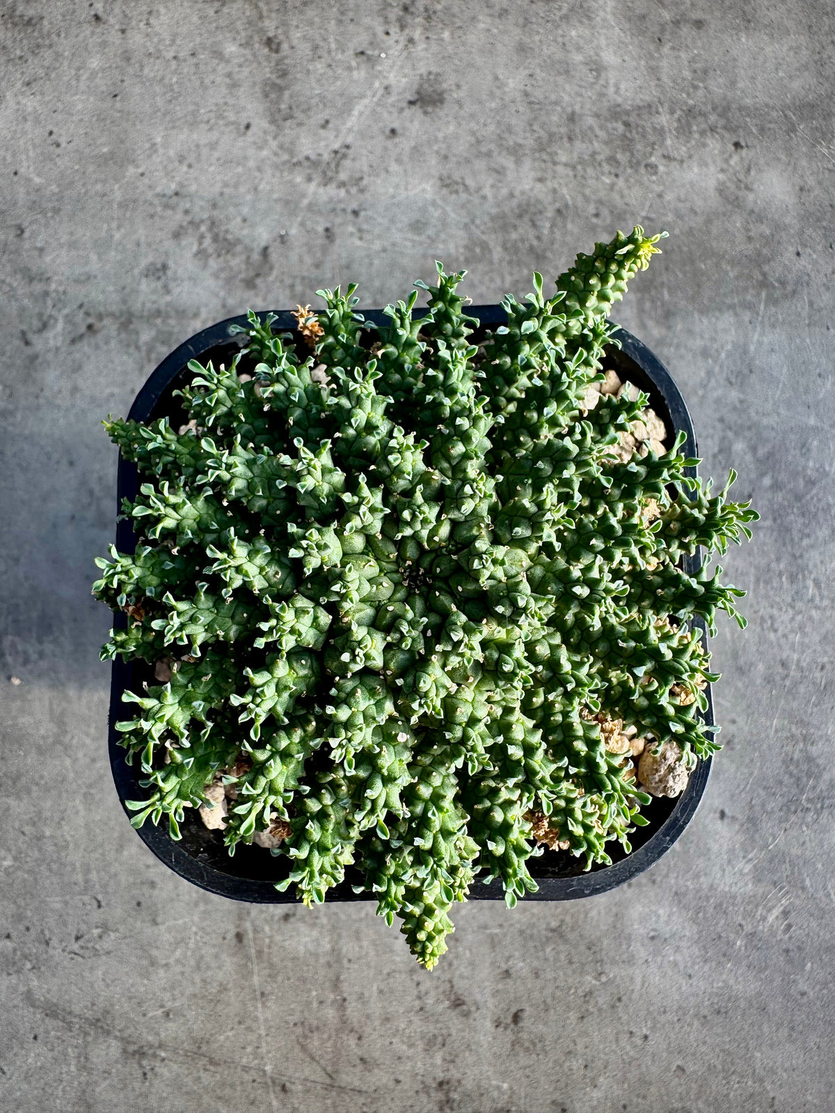 Euphorbia atroviridis
