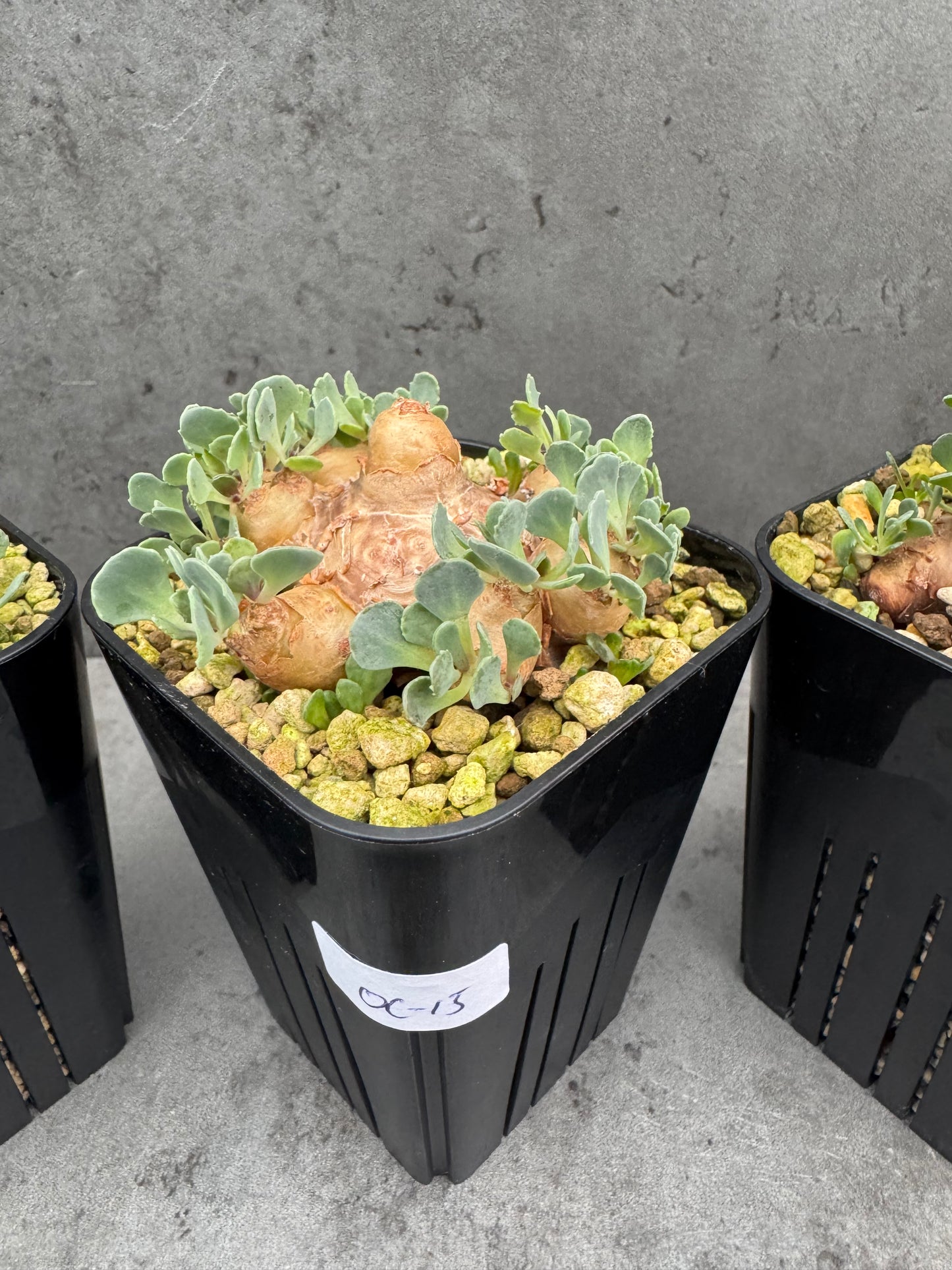 othonna cacalioides - große Pflanzen