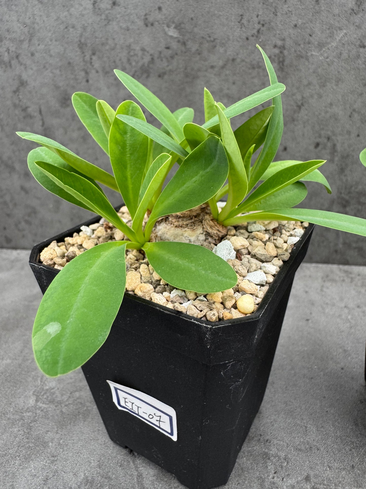 Euphorbia itremensis