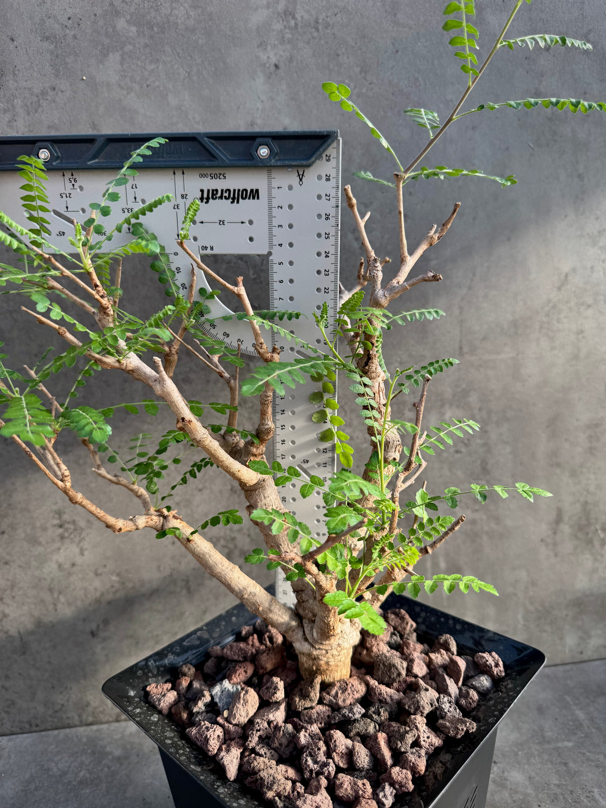 Boswellia neglecta – Afrikanischer Weihrauchbaum - XXL Exemplar