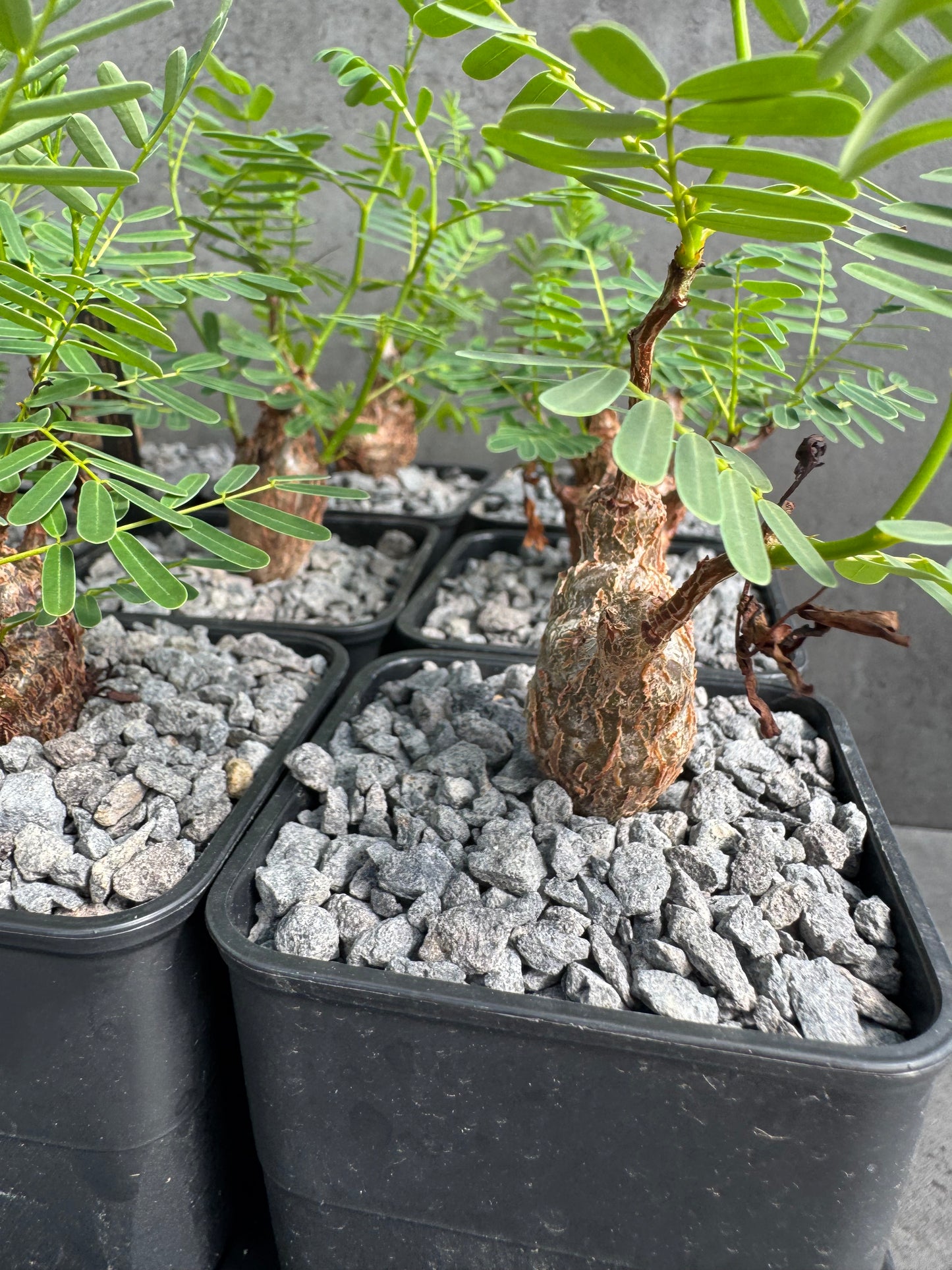 Senna meridionalis