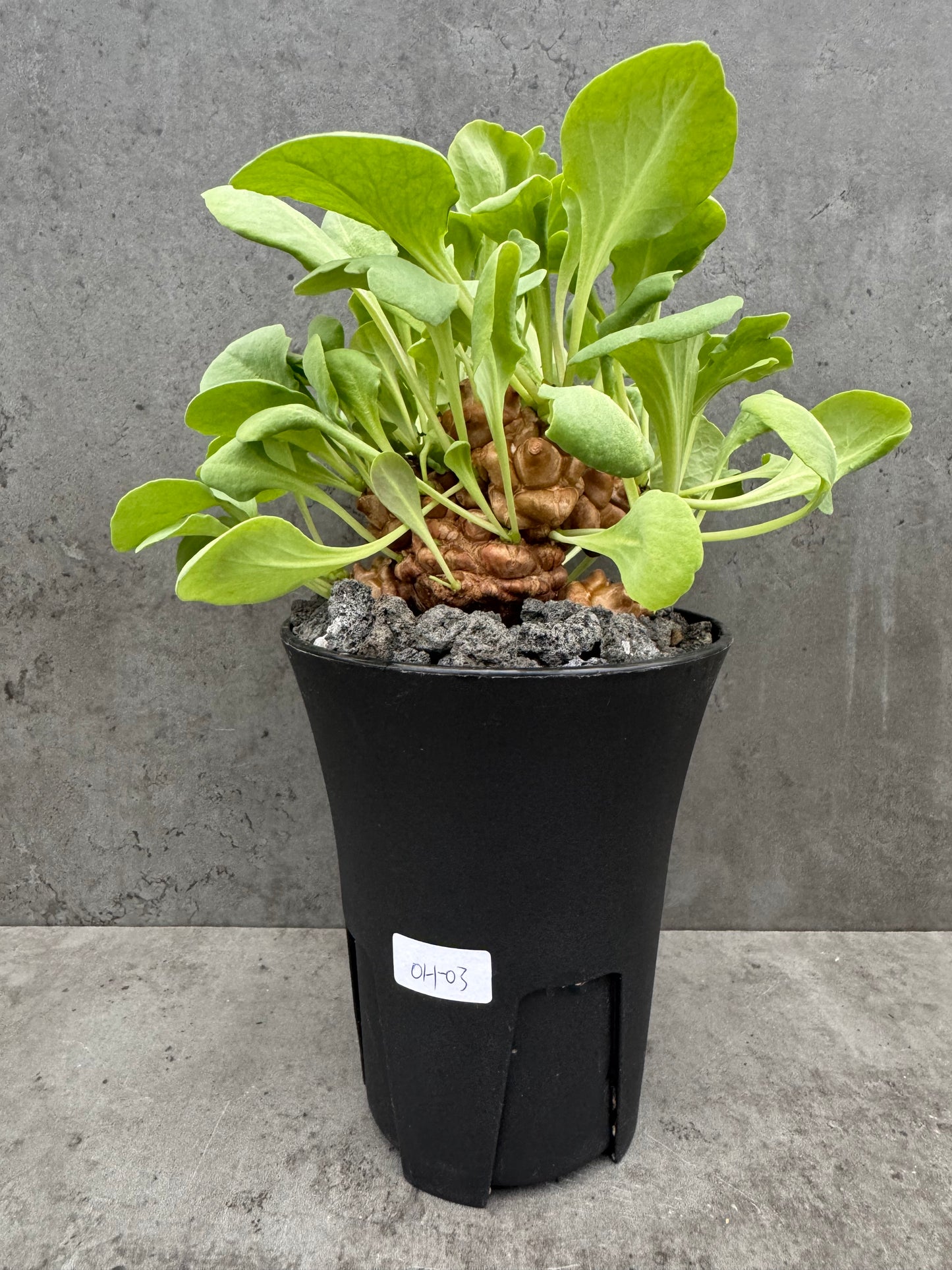 Othonna herrei - große Pflanzen